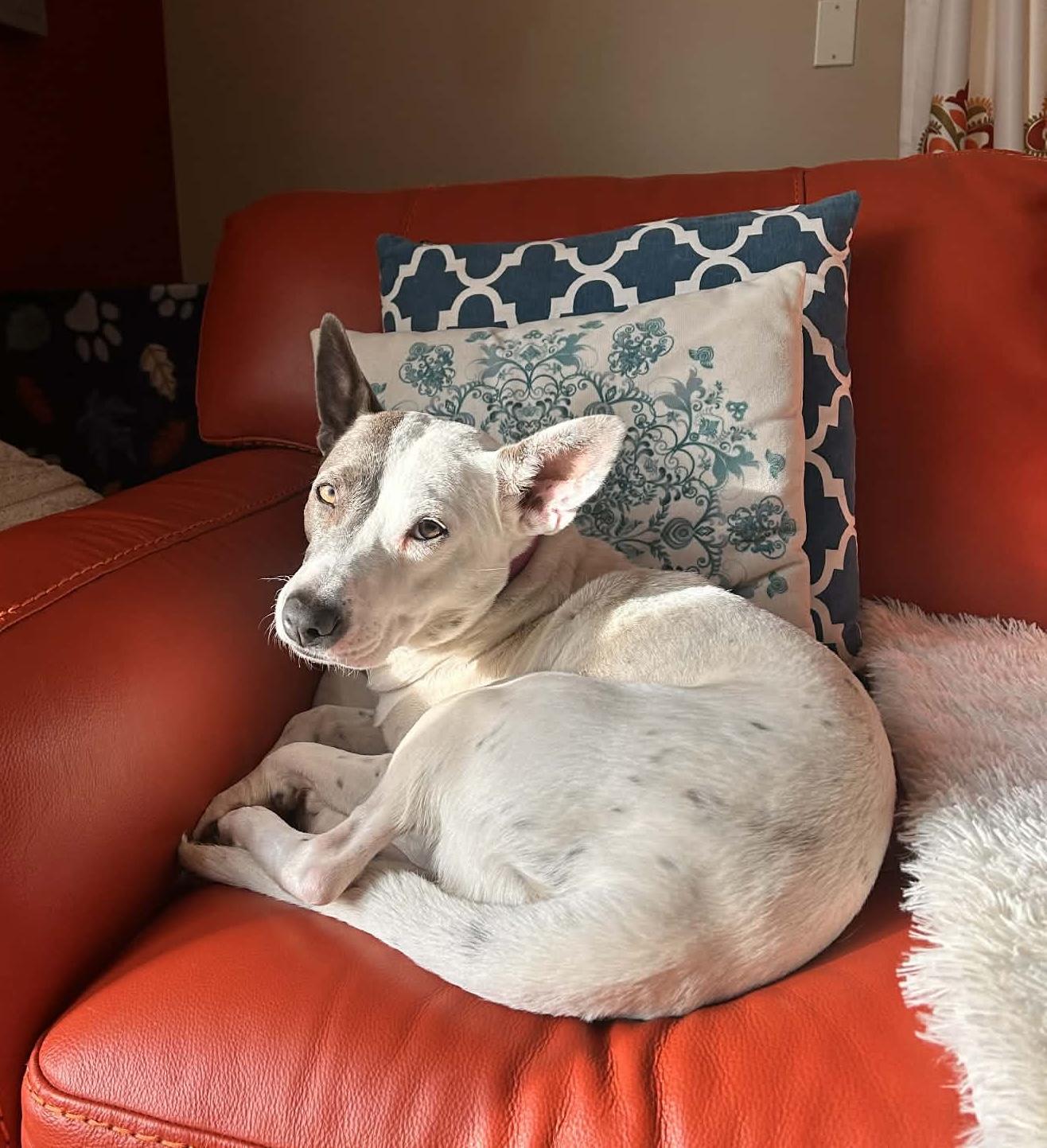 Enlarge Lilly , an adopted mixed breed in Pelham, NH image 6/6