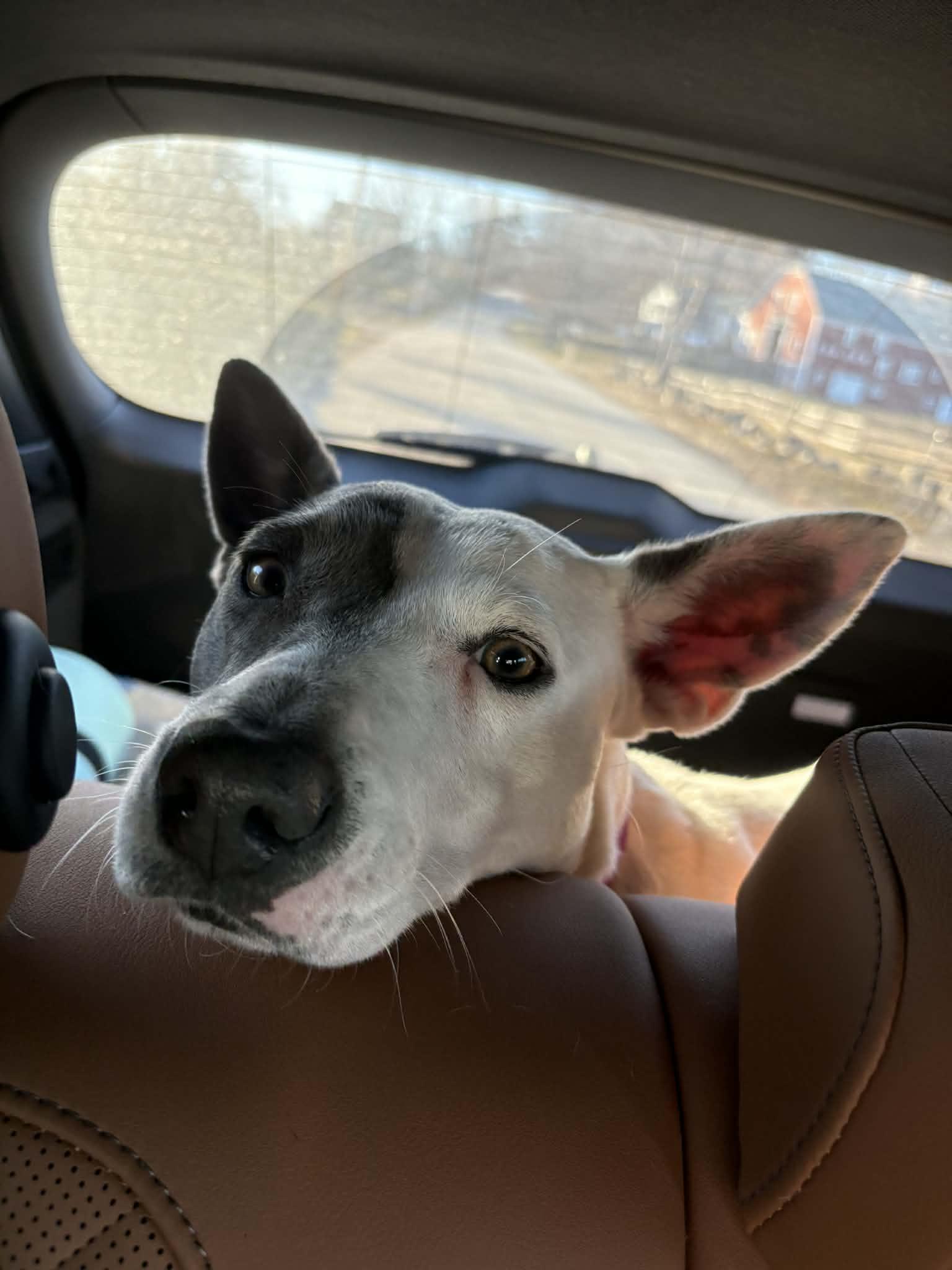 Enlarge Lilly , an adopted mixed breed in Pelham, NH image 4/6