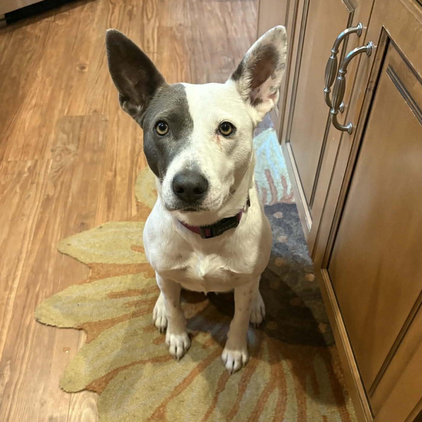 Enlarge Lilly , an adopted mixed breed in Pelham, NH image 1/6