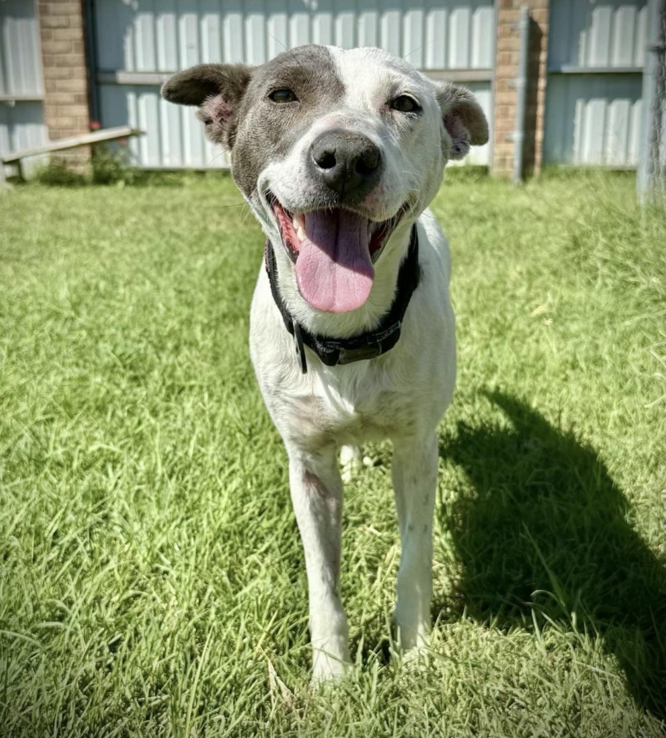 Enlarge Lilly , an adopted mixed breed in Pelham, NH image 5/6
