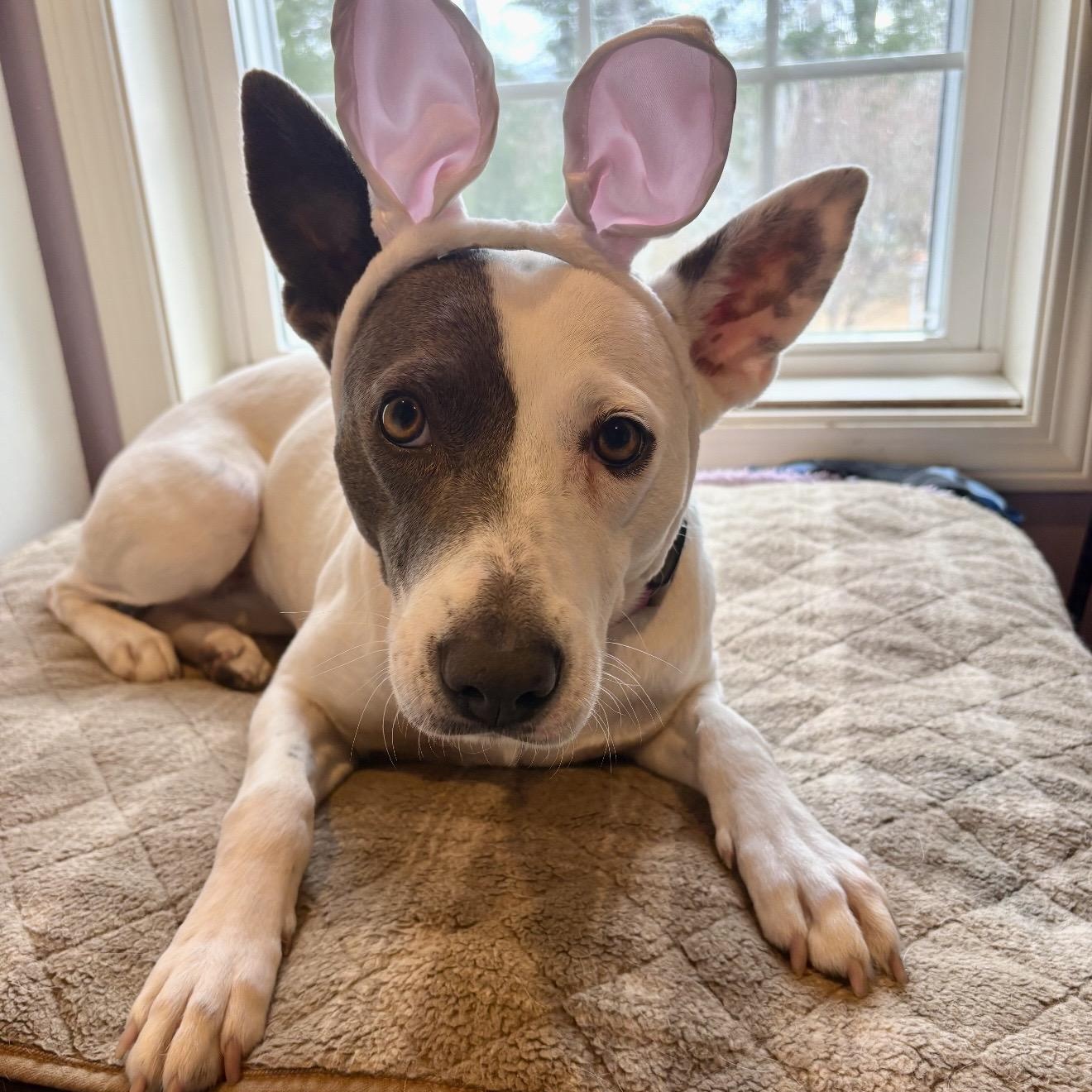 Enlarge Lilly , an adopted mixed breed in Pelham, NH image 2/6