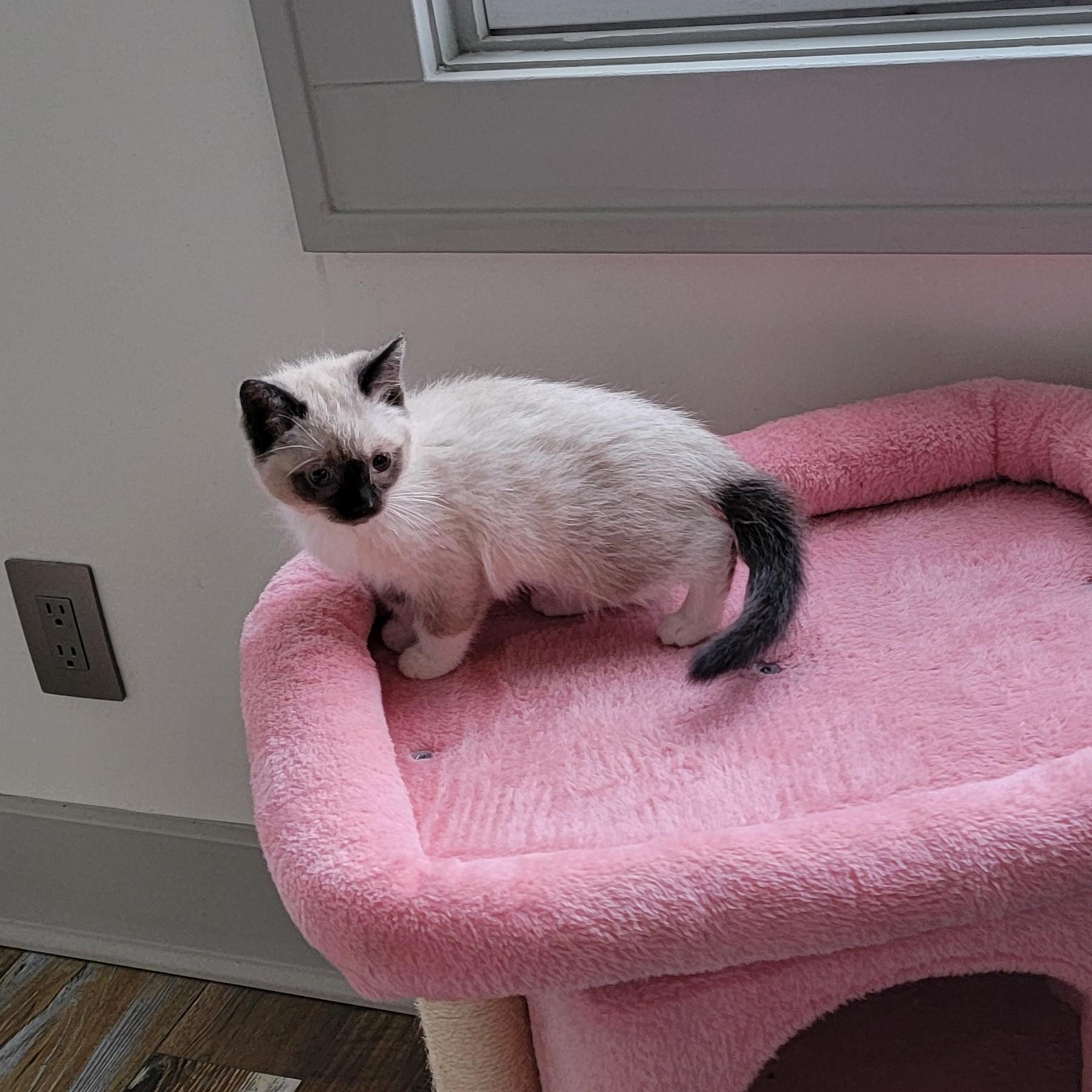 Enlarge ReCee , a ADOPTABLE Siamese in Wyandotte, MI image 6/6