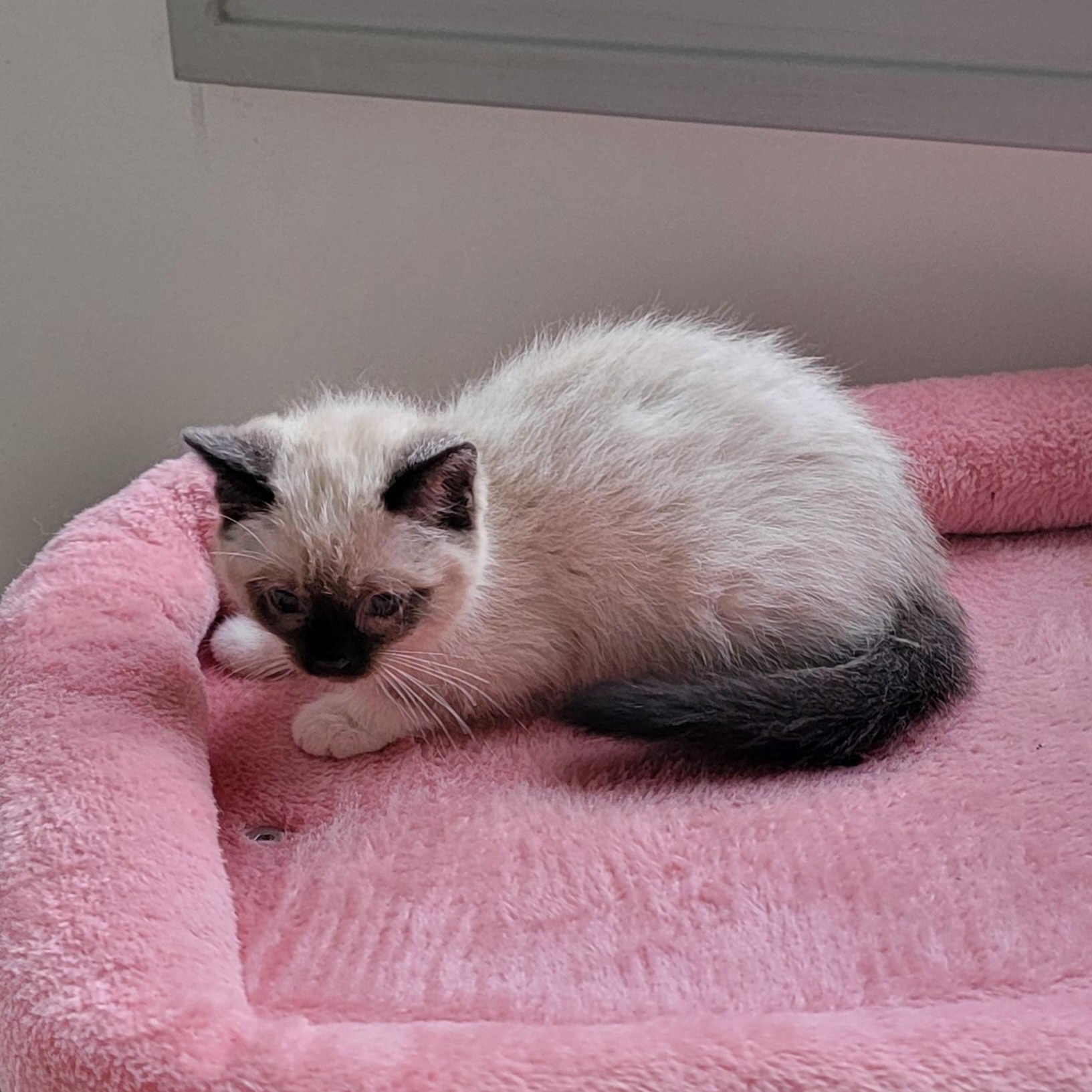 Enlarge ReCee , a ADOPTABLE Siamese in Wyandotte, MI image 4/6