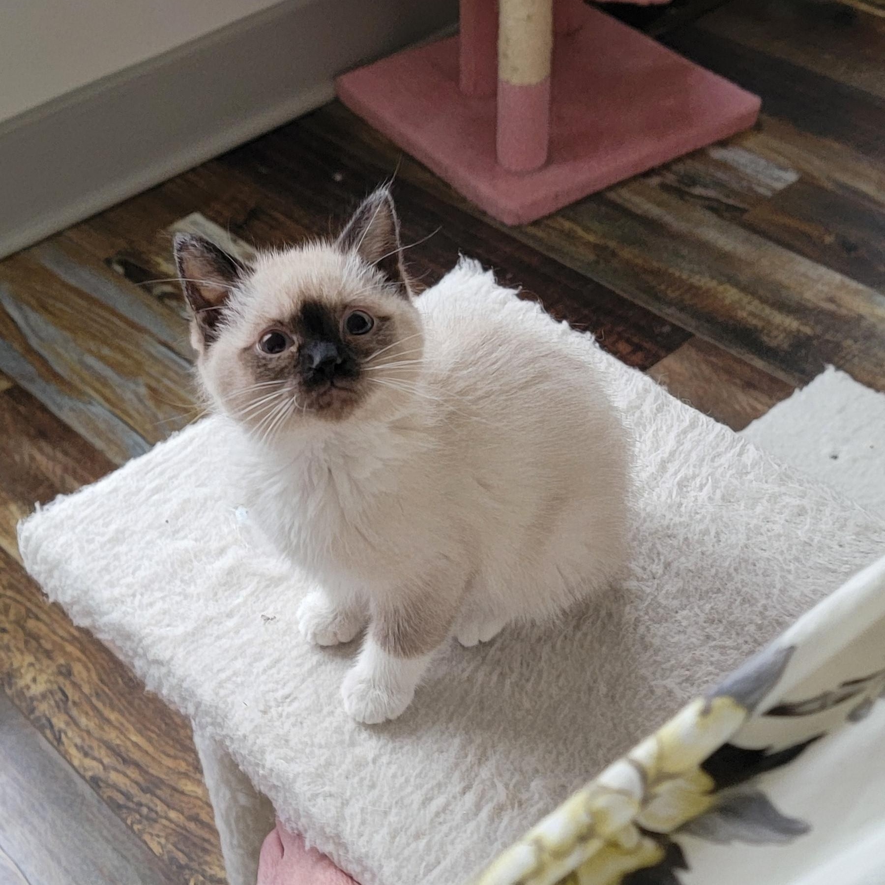 Enlarge ReCee , a ADOPTABLE Siamese in Wyandotte, MI image 5/6