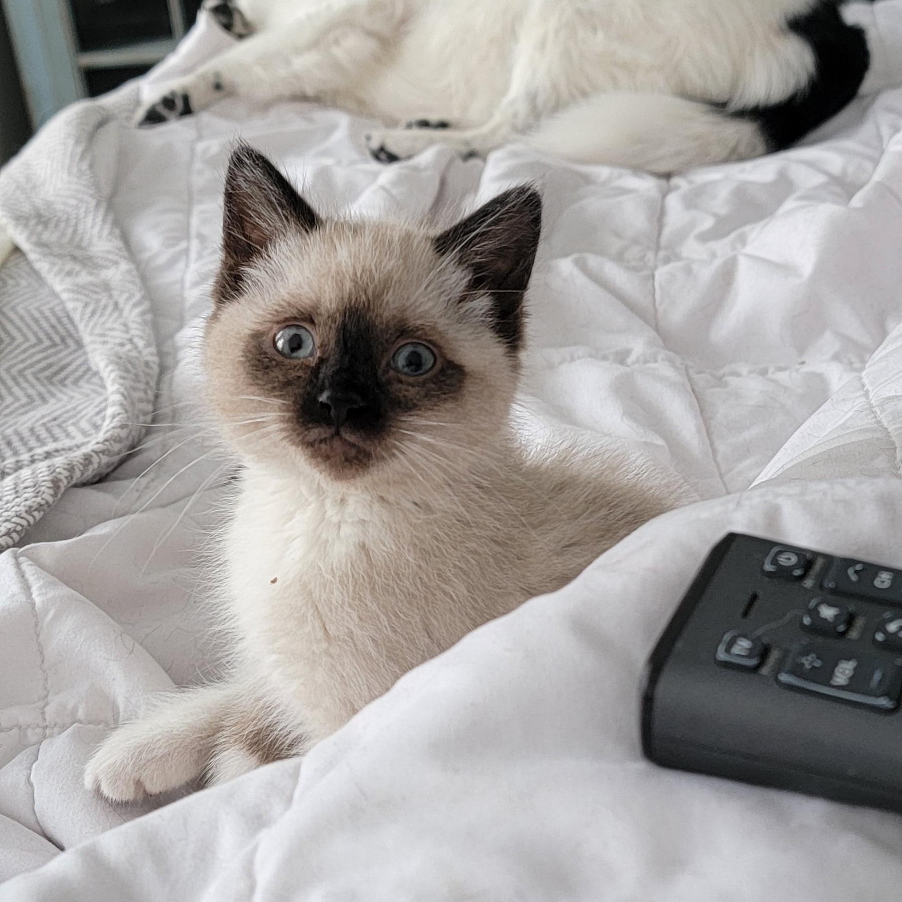 Enlarge ReCee , a ADOPTABLE Siamese in Wyandotte, MI image 1/6