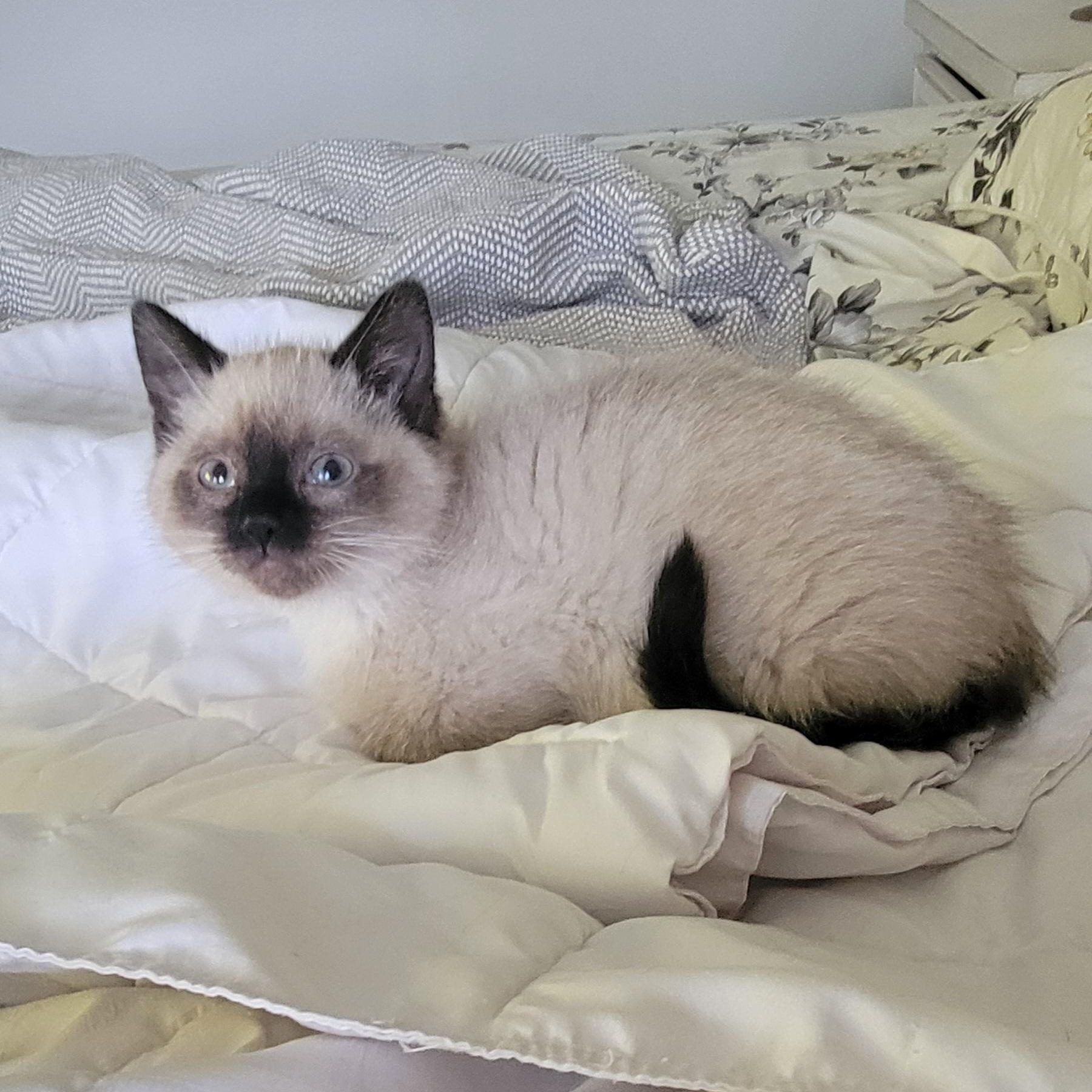 Enlarge ReCee , a ADOPTABLE Siamese in Wyandotte, MI image 3/6
