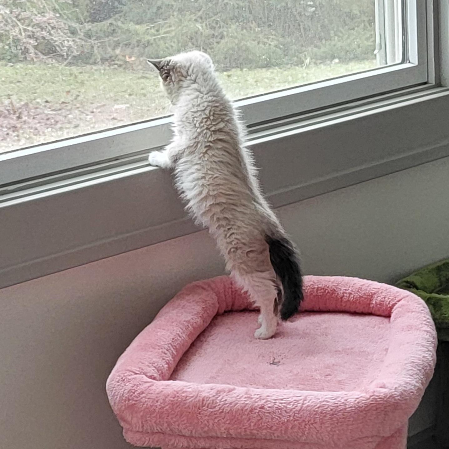 Enlarge ReCee , a ADOPTABLE Siamese in Wyandotte, MI image 2/6