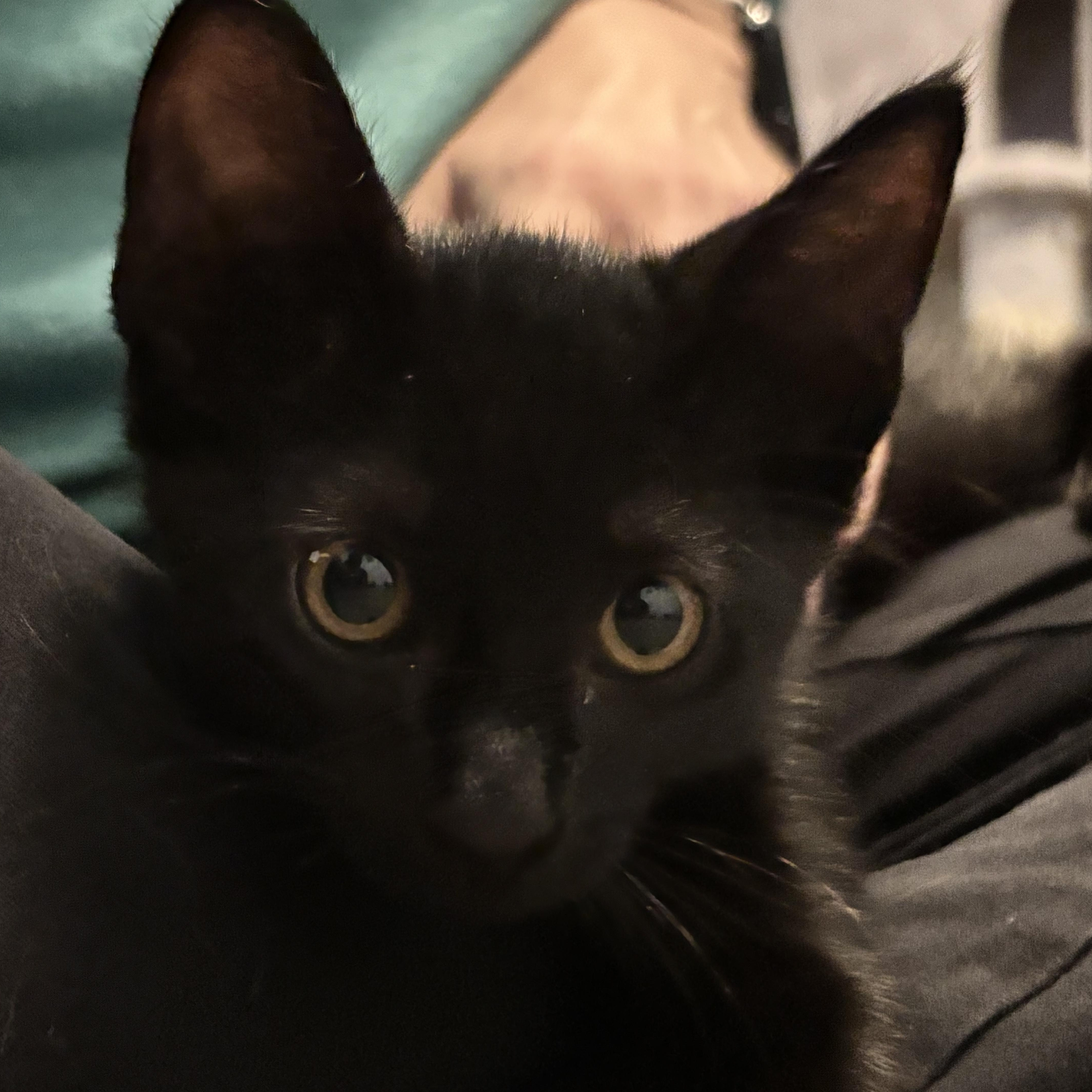 Enlarge BARRY BURTON - ARMED WITH PURRS, a Adoptable Domestic Short Hair in Plano, TX image 2/6