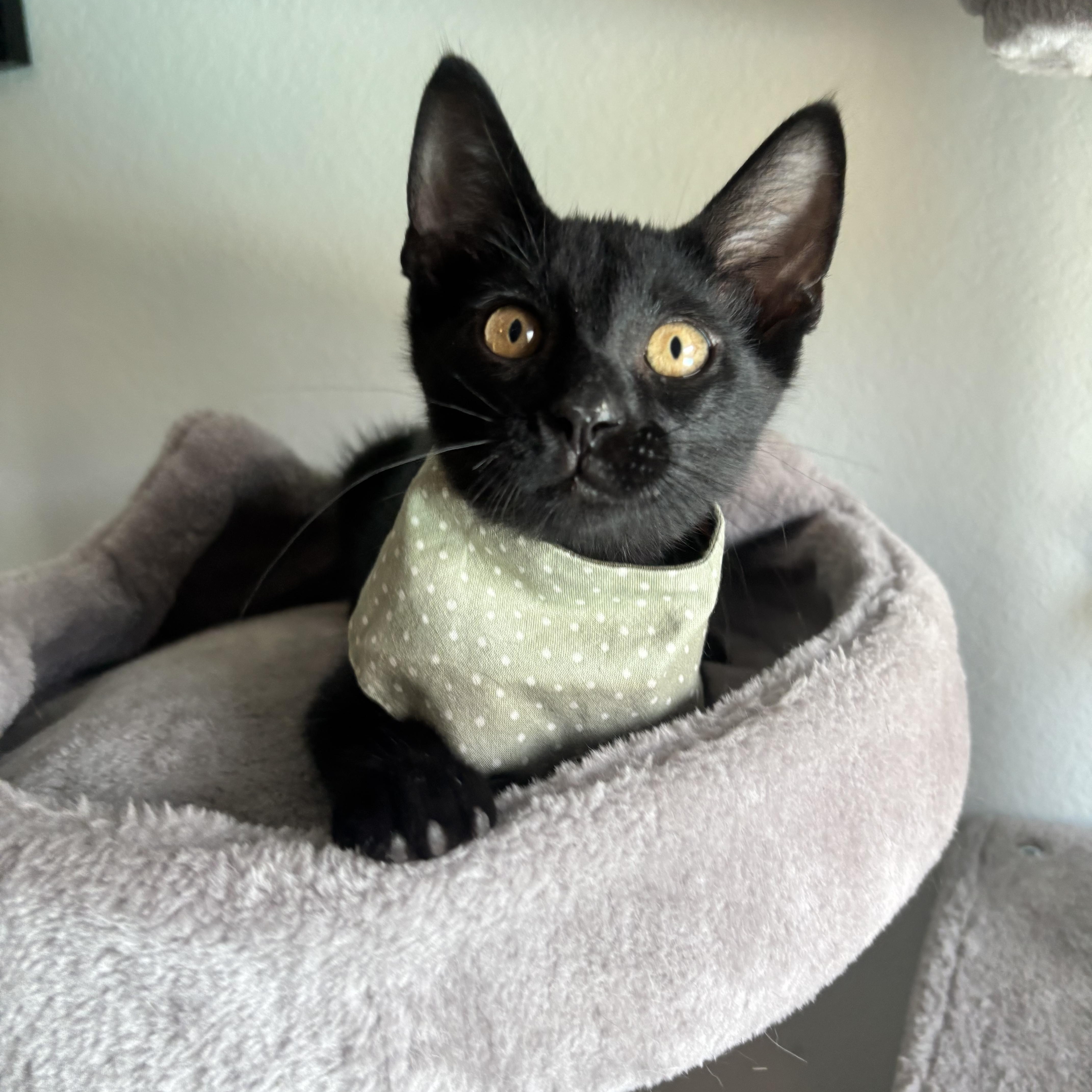 Enlarge BARRY BURTON - ARMED WITH PURRS, a Adoptable Domestic Short Hair in Plano, TX image 3/6