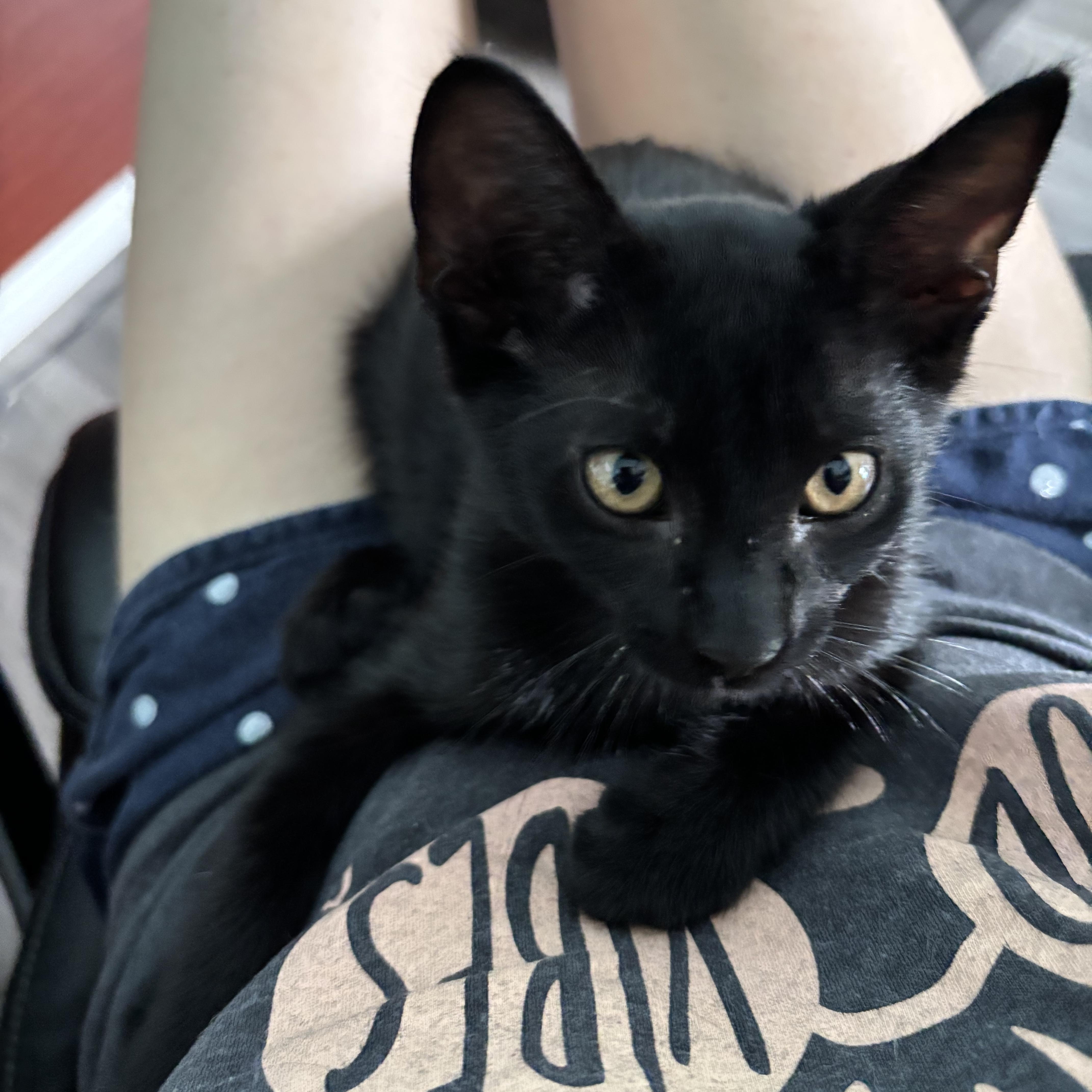 Enlarge BARRY BURTON - ARMED WITH PURRS, a Adoptable Domestic Short Hair in Plano, TX image 5/6