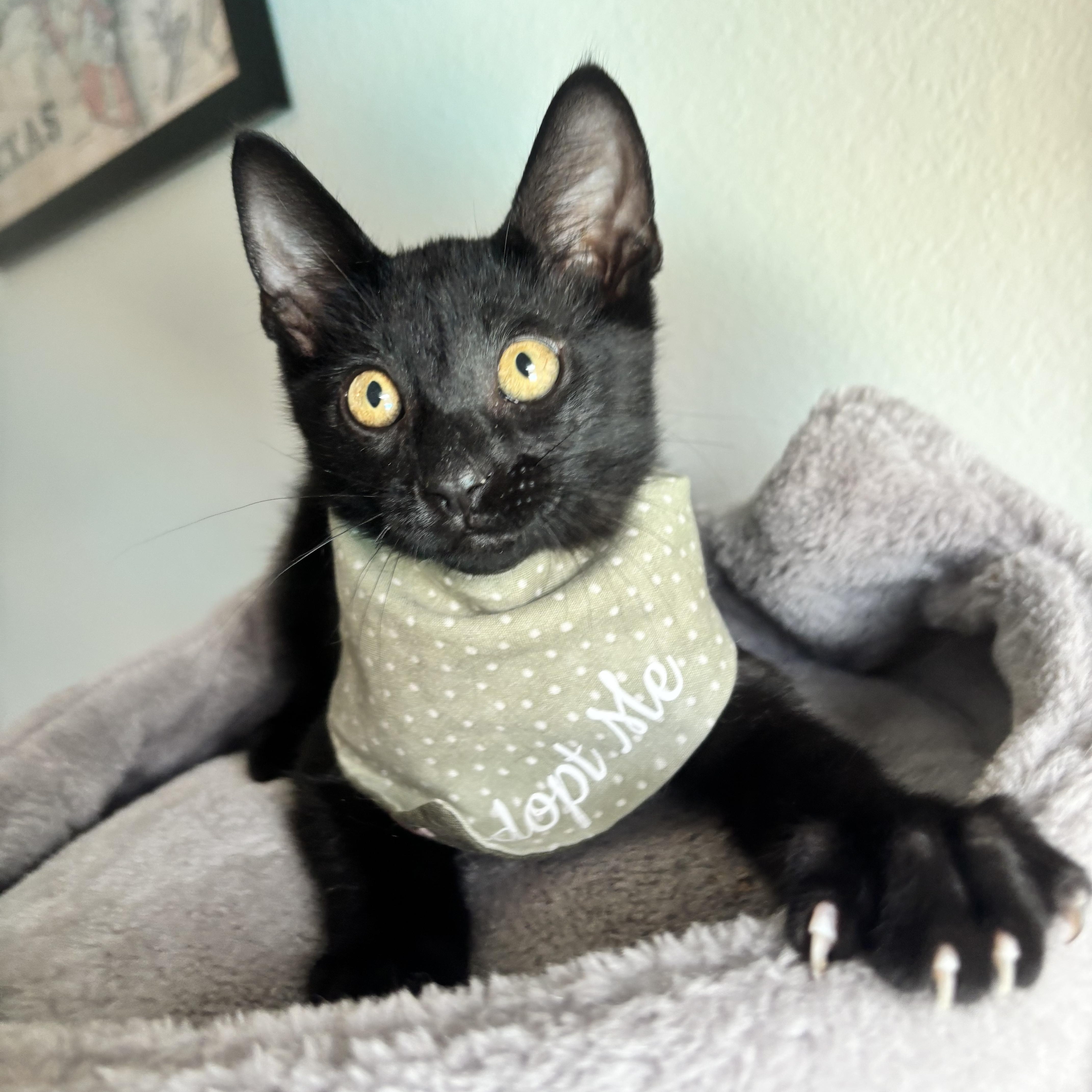 BARRY BURTON - ARMED WITH PURRS, Adoptable, Kitten Male Domestic Short Hair.