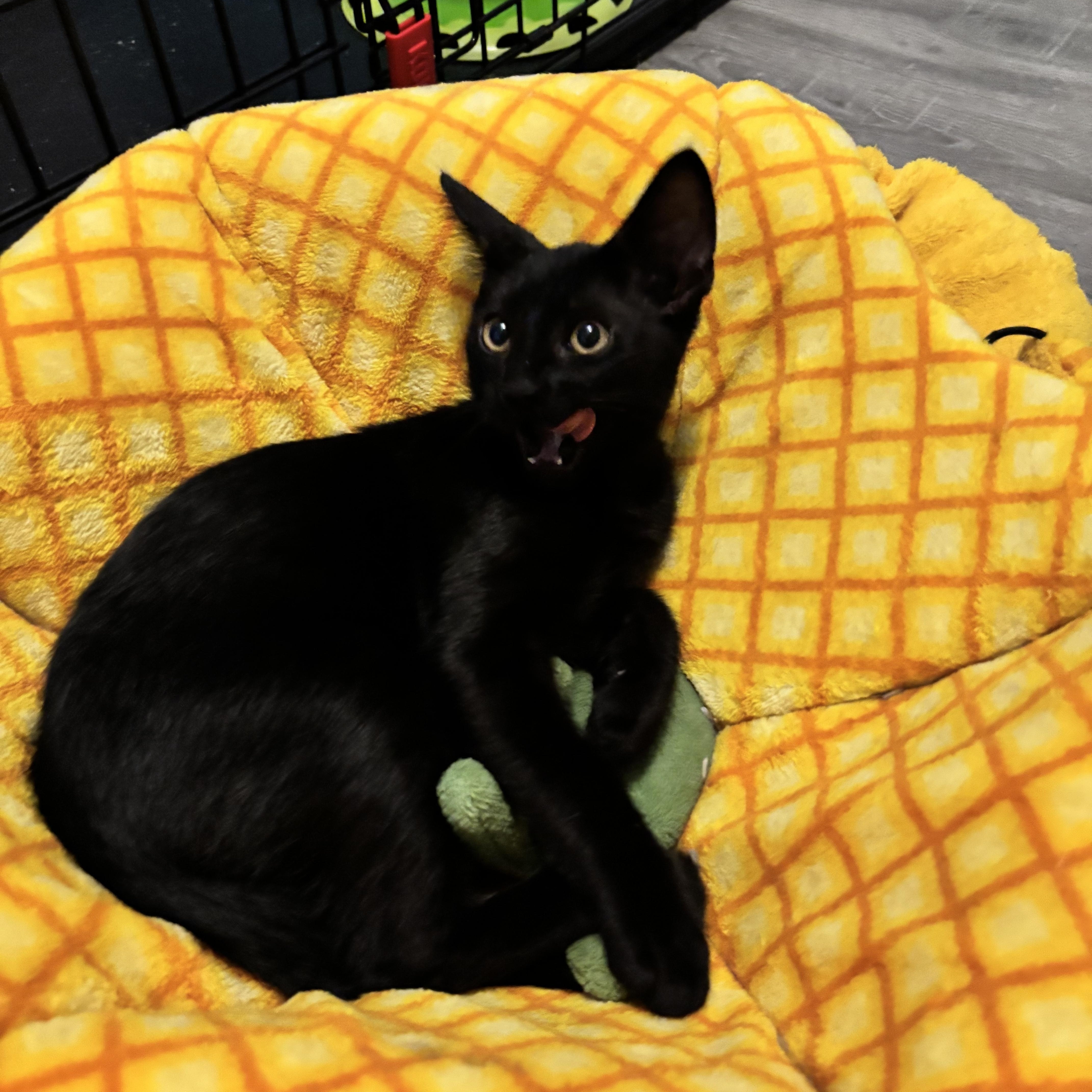 Enlarge BARRY BURTON - ARMED WITH PURRS, a Adoptable Domestic Short Hair in Plano, TX image 4/6