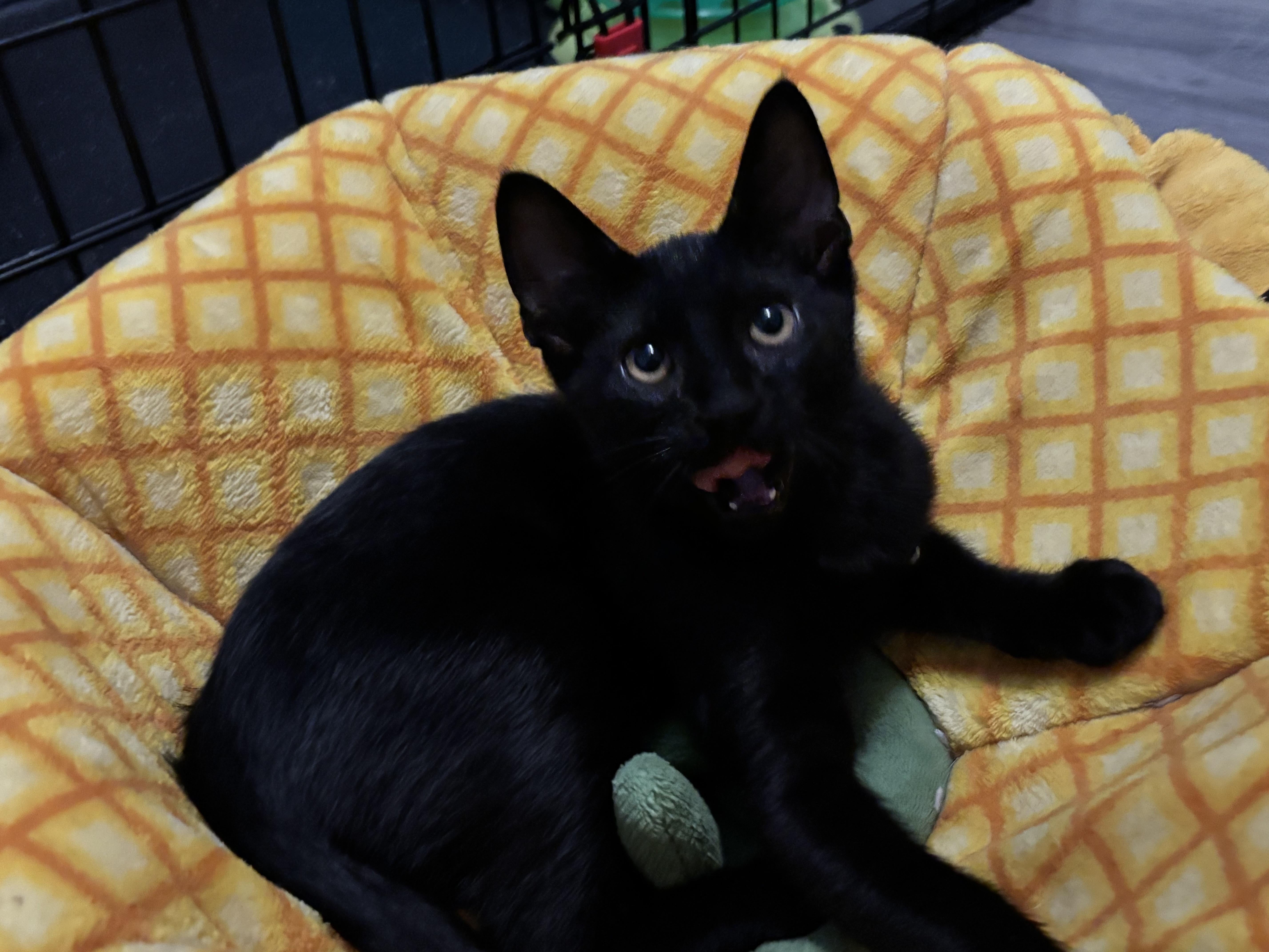 Enlarge BARRY BURTON - ARMED WITH PURRS, a Adoptable Domestic Short Hair in Plano, TX image 6/6