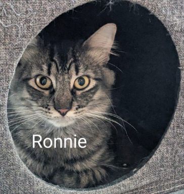 Ronnie, a Adoptable American Shorthair image 1/2