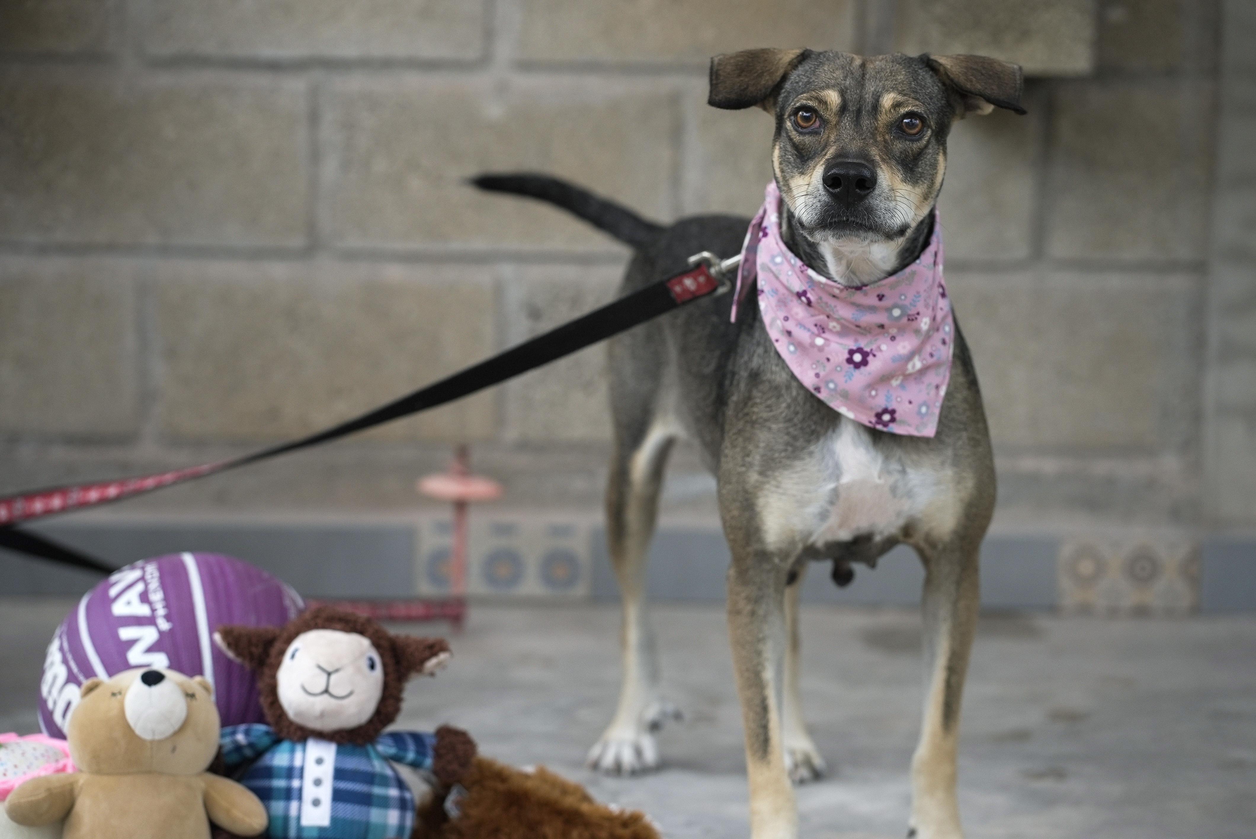 Enlarge Lola, a Adoptable mixed breed in Edmonton, AB image 1/5