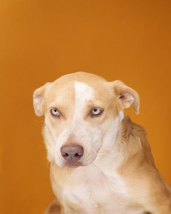 Kiara, Adoptable, Adult Female Mixed Breed.
