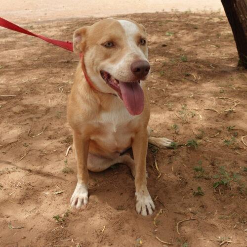 Enlarge Kiara, a Adoptable mixed breed in Sullivan City, TX image 3/3