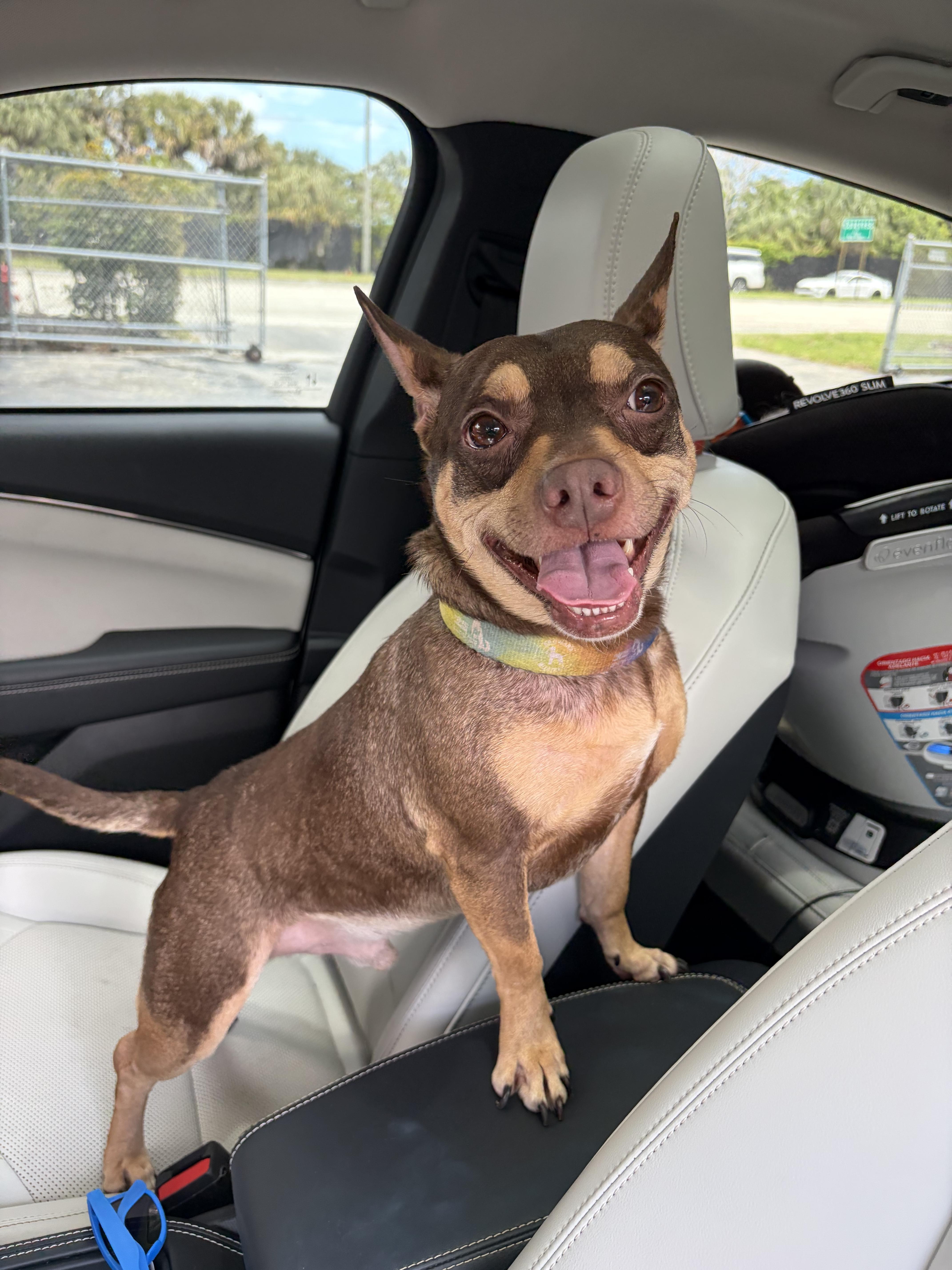 Enlarge Spike , an adopted mixed breed in Boynton Beach, FL image 2/6