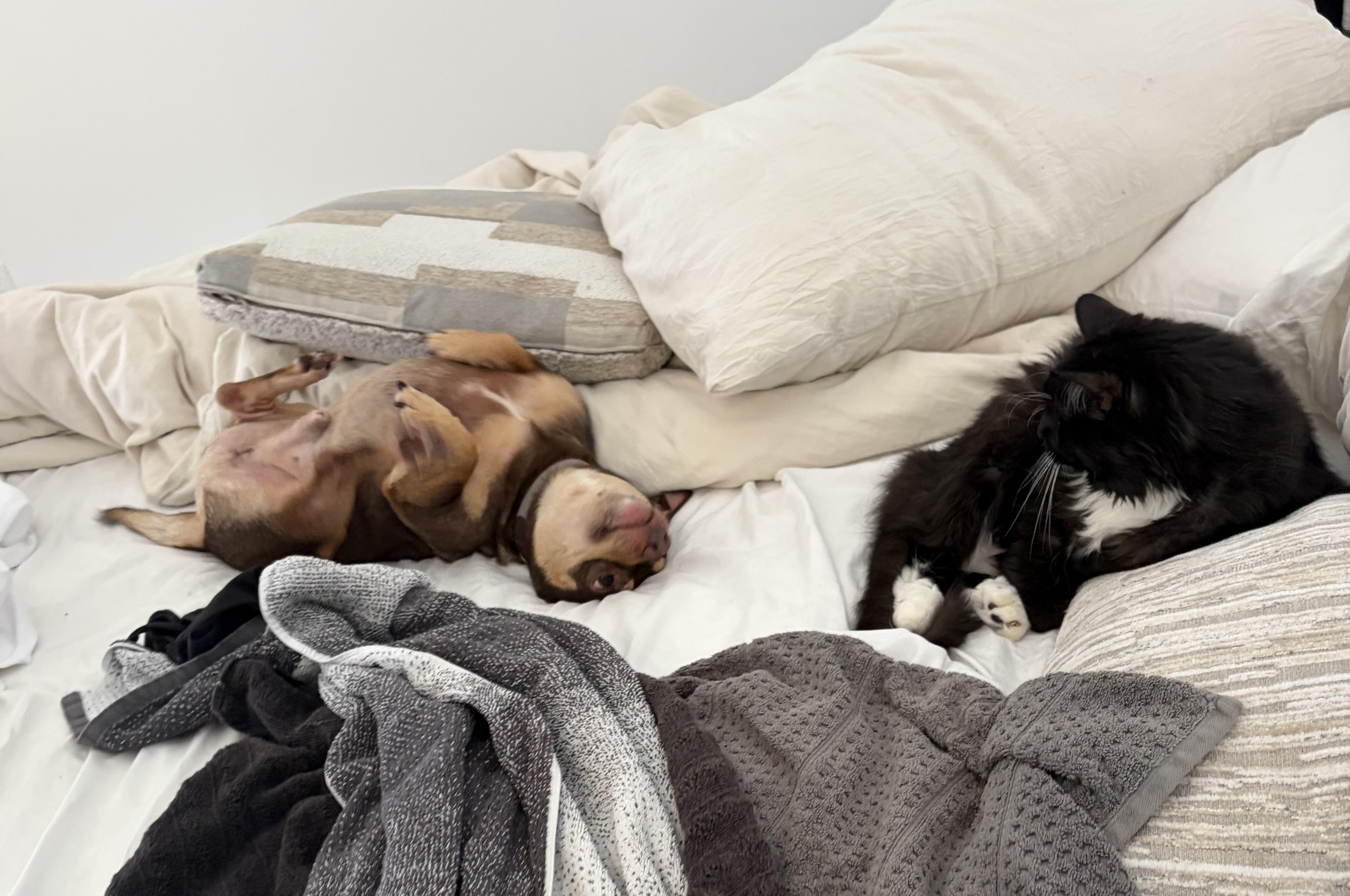 Enlarge Spike , an adopted mixed breed in Boynton Beach, FL image 5/6