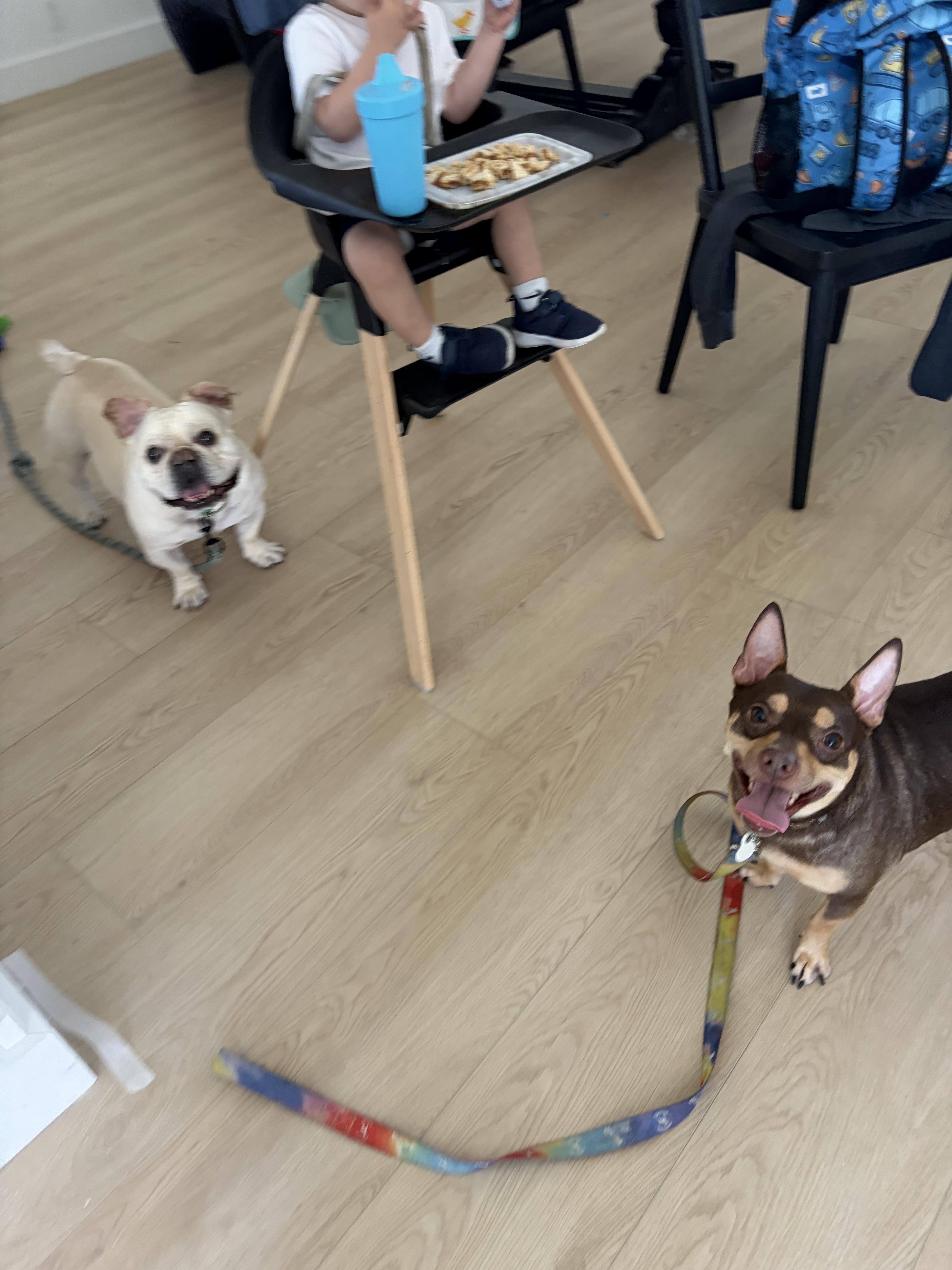 Enlarge Spike , an adopted mixed breed in Boynton Beach, FL image 6/6