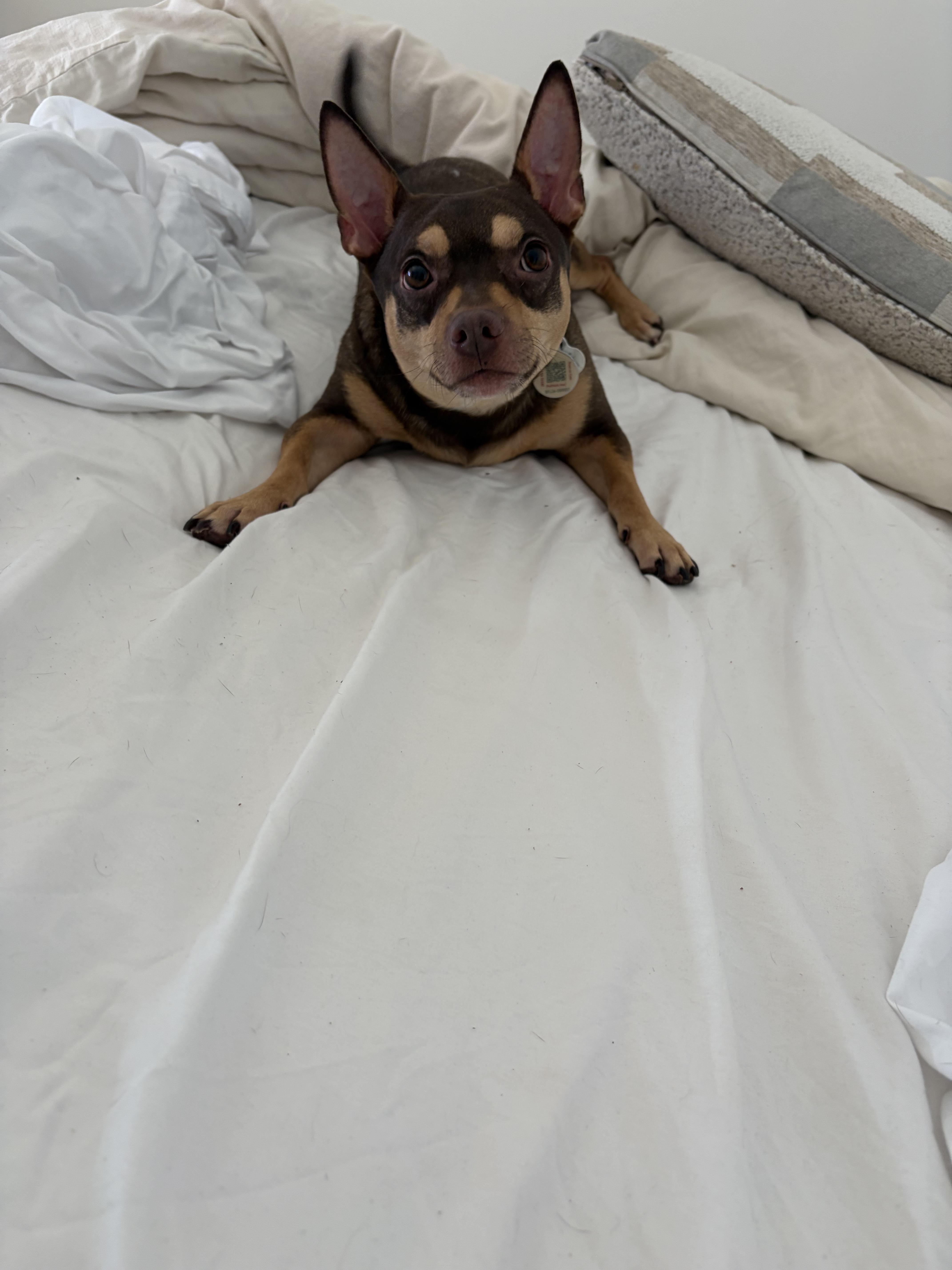 Enlarge Spike , an adopted mixed breed in Boynton Beach, FL image 4/6