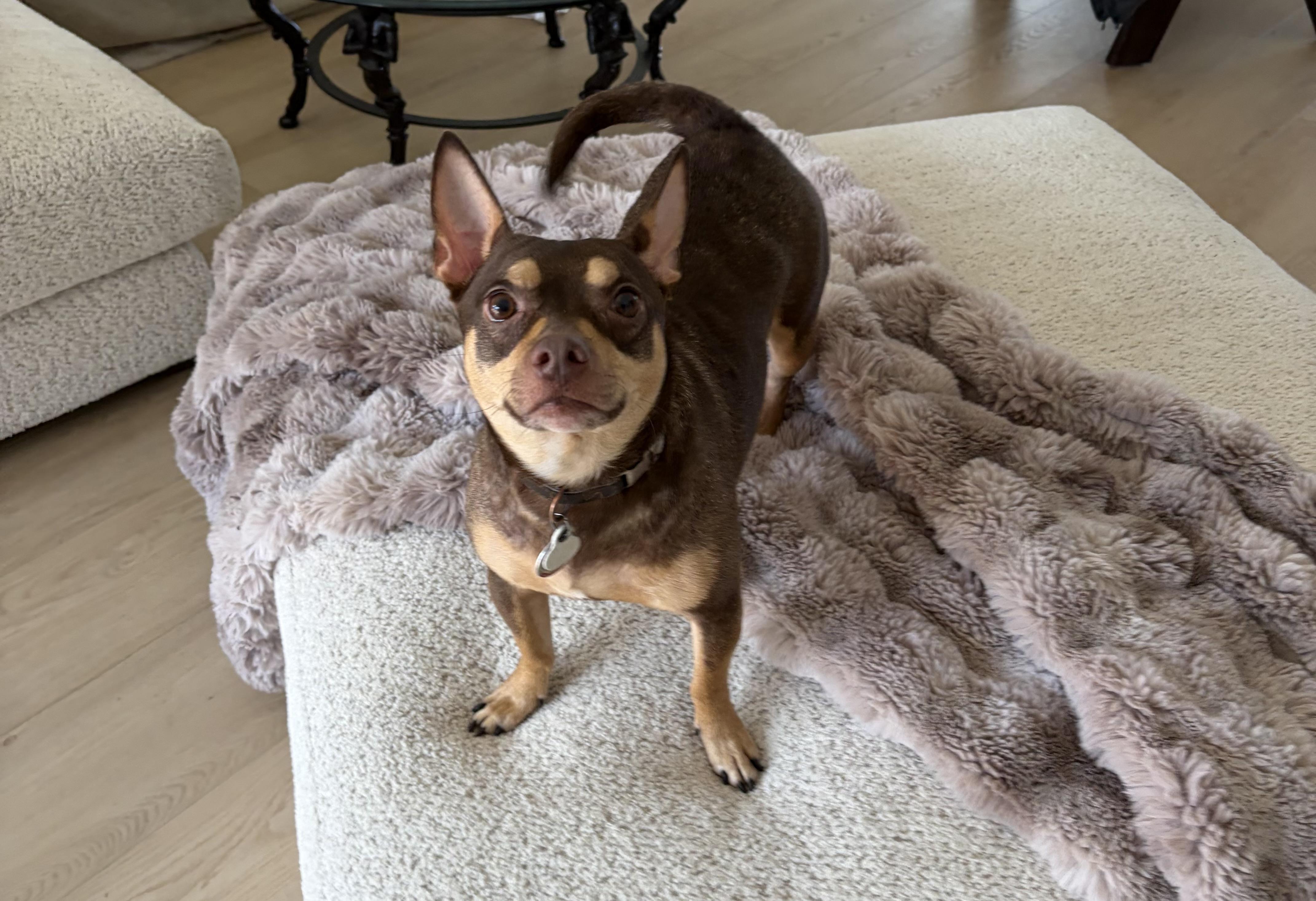 Enlarge Spike , an adopted mixed breed in Boynton Beach, FL image 1/6