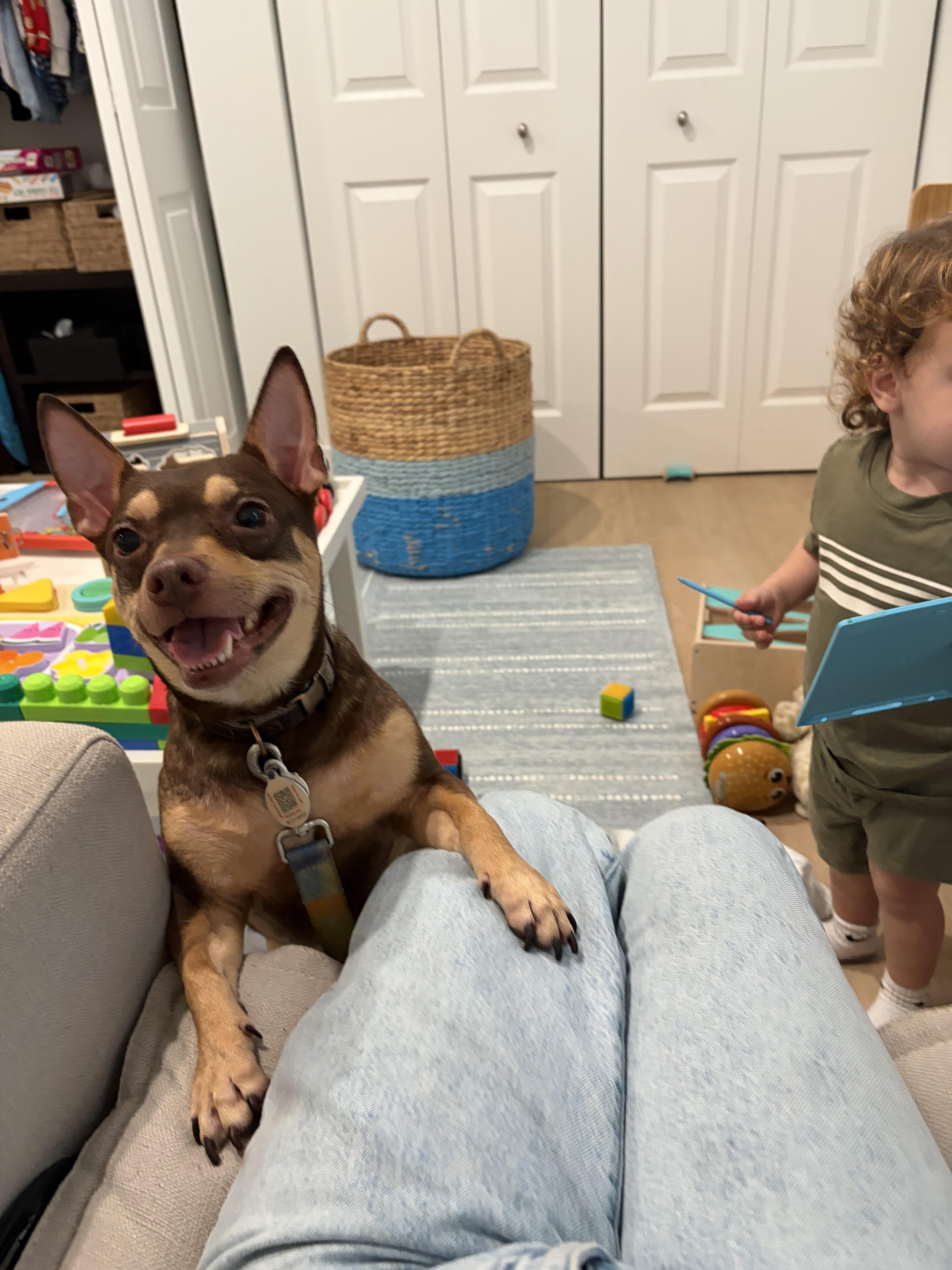 Enlarge Spike , an adopted mixed breed in Boynton Beach, FL image 3/6