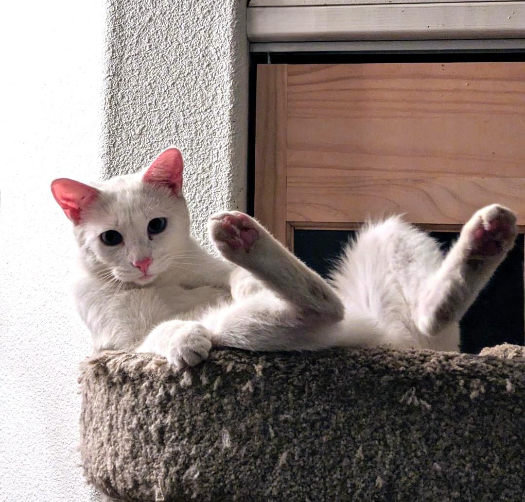 ANGEL, Adoptable, Young Female Domestic Medium Hair.