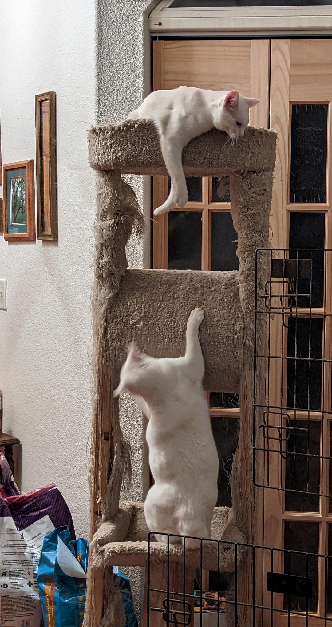 Enlarge ANGEL, a Adoptable Domestic Medium Hair in Cottonwood, CA image 2/4