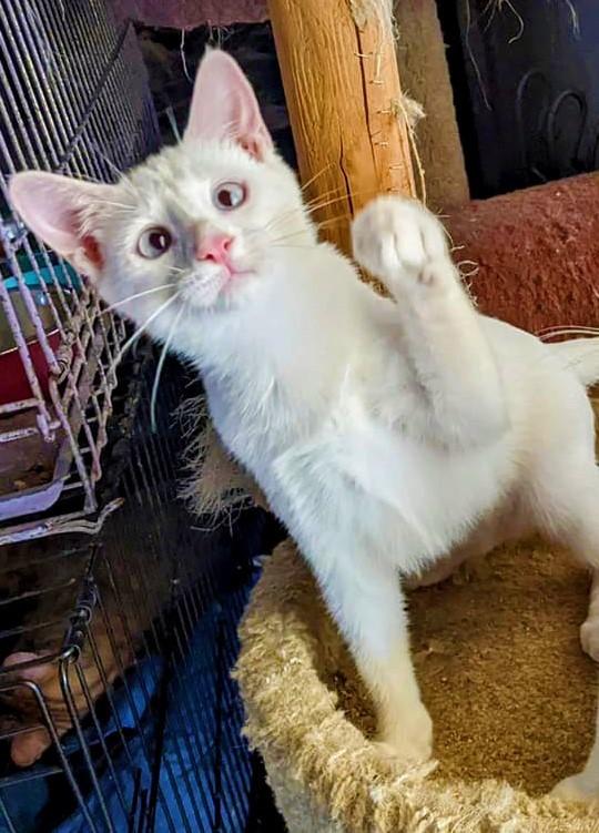 Enlarge ANGEL, a Adoptable Domestic Medium Hair in Cottonwood, CA image 3/4