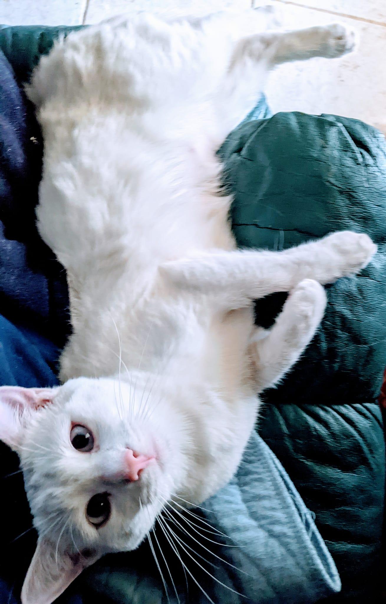 Enlarge ANGEL, a Adoptable Domestic Medium Hair in Cottonwood, CA image 4/4