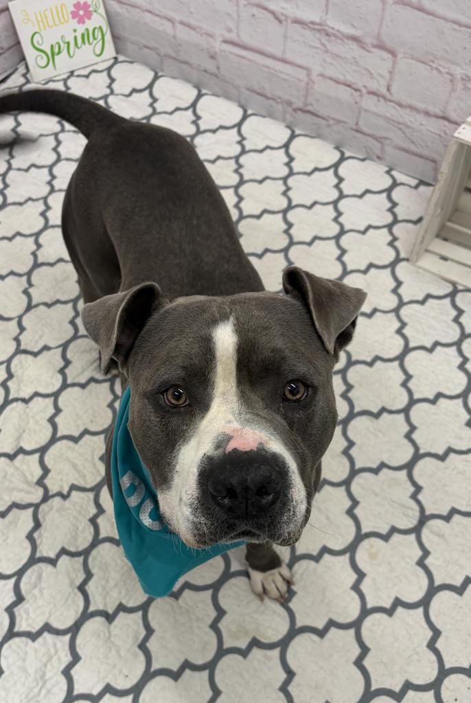 Sizzle, Adoptable, Young Male Mixed Breed.
