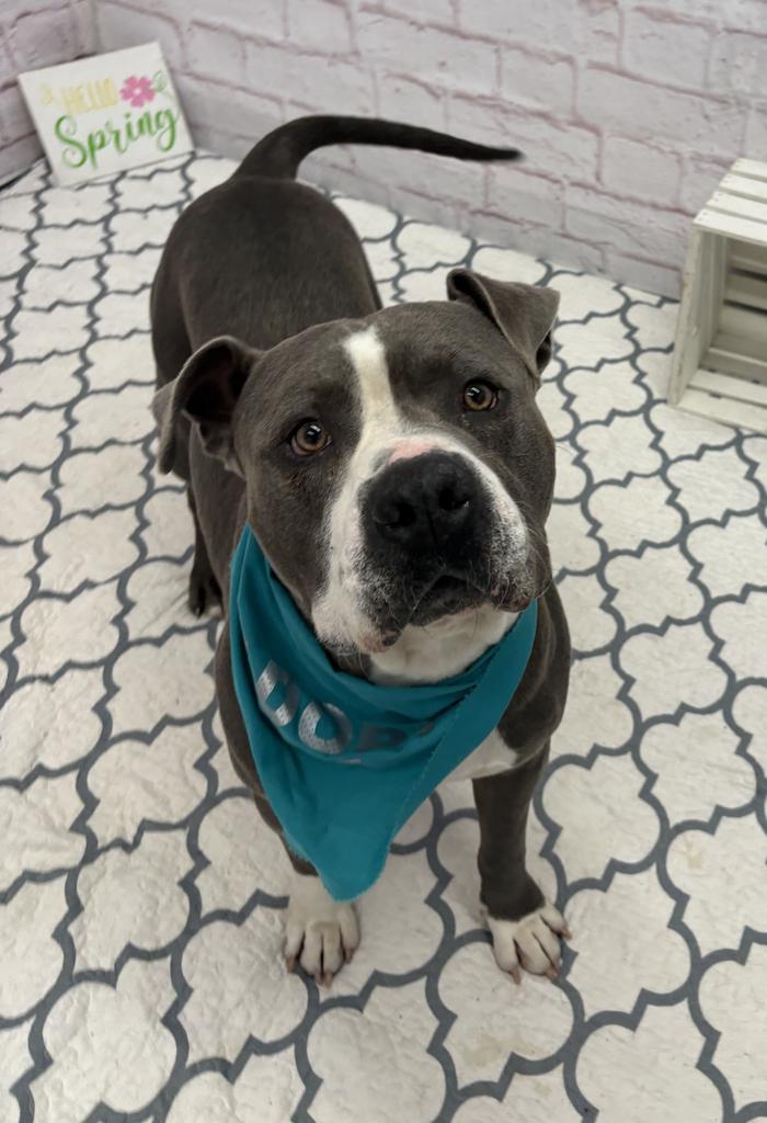 Enlarge Sizzle, a Adoptable mixed breed in Detroit, MI image 2/6