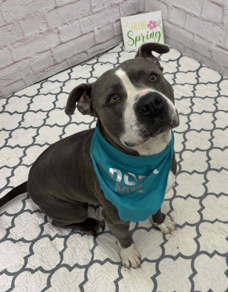 Enlarge Sizzle, a Adoptable mixed breed in Detroit, MI image 3/6