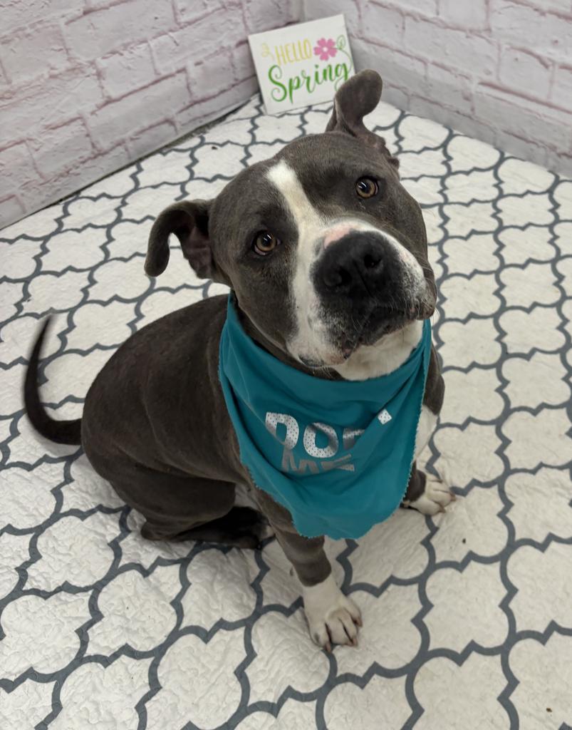 Enlarge Sizzle, a Adoptable mixed breed in Detroit, MI image 4/6