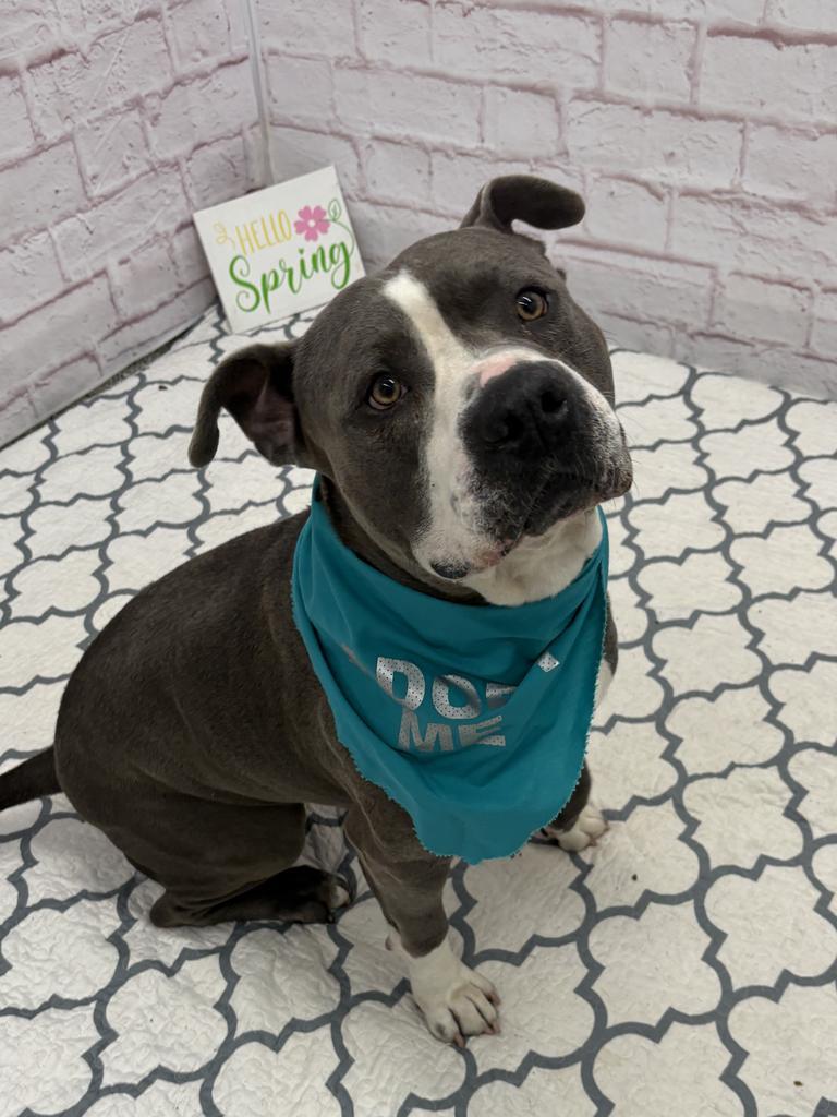 Enlarge Sizzle, a Adoptable mixed breed in Detroit, MI image 5/6