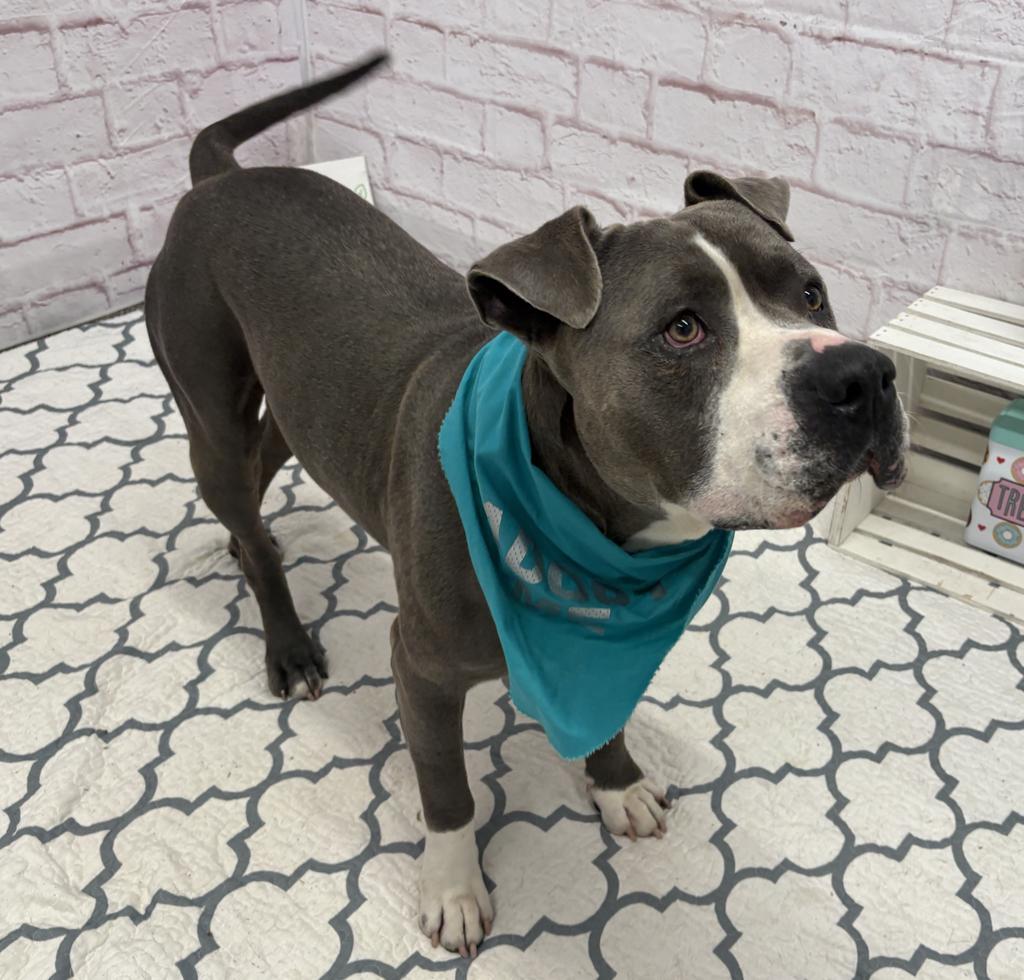 Enlarge Sizzle, a Adoptable mixed breed in Detroit, MI image 6/6