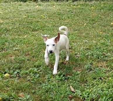 Adora, Adoptable, Puppy Female Mixed Breed.