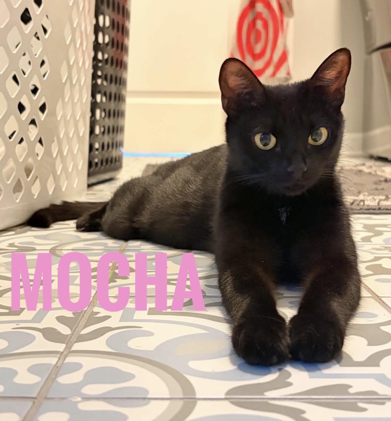 Enlarge Mocha & Cappuccino Reilly, a Adoptable American Shorthair in Staten Island, NY image 6/6