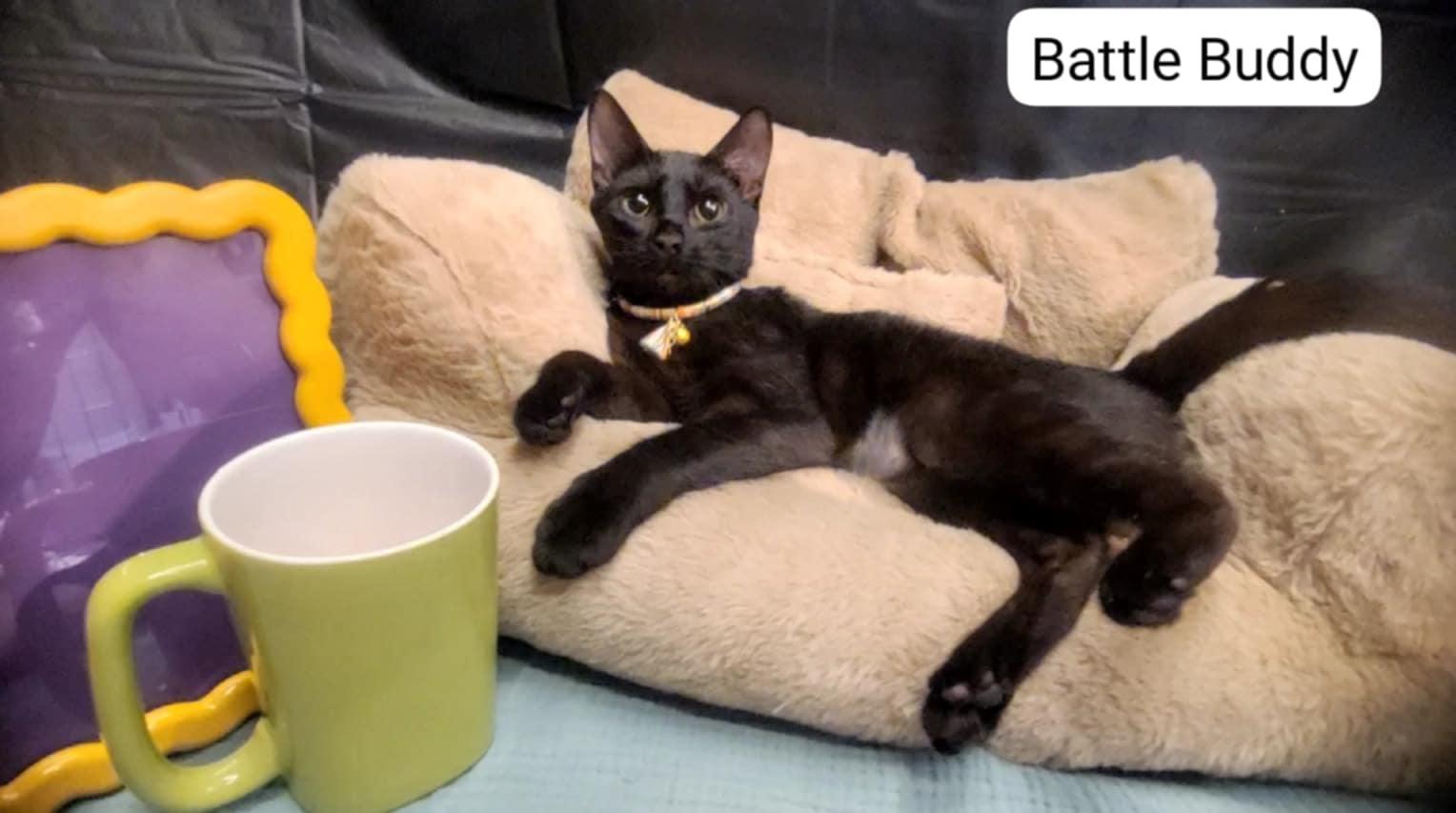 Lint Roller, Adopted, Young Female Domestic Short Hair.