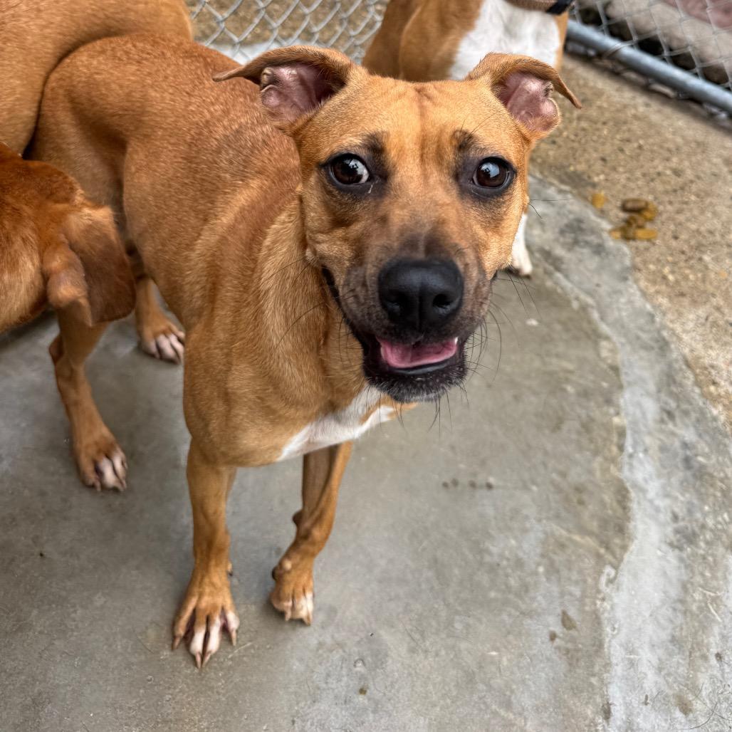 Manon, Adoptable, Adult Female Mixed Breed.