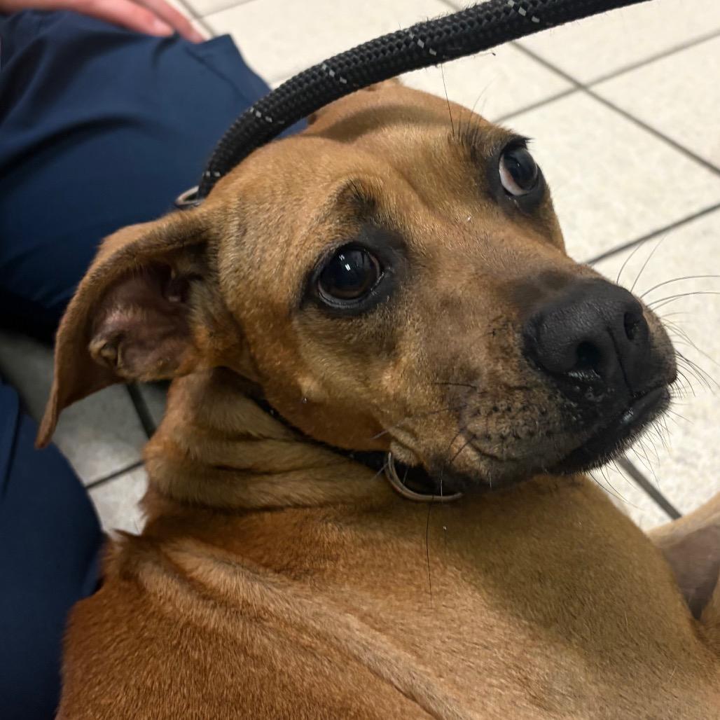 Enlarge Manon, a Adoptable Mixed Breed in Charleston, WV image 2/2