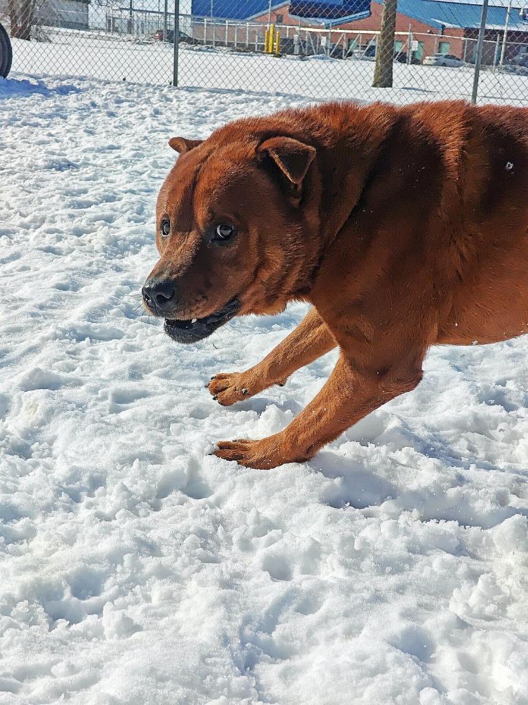 Bowser, Adoptable, Adult Male Chow Chow.