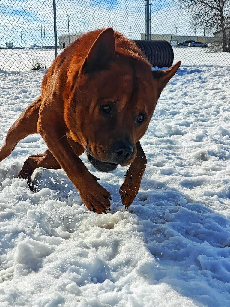 Enlarge Bowser, a Adoptable mixed breed in Hillsdale, IN image 1/6
