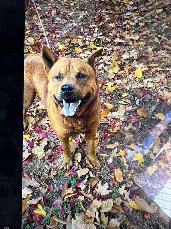 Enlarge Bowser, a Adoptable mixed breed in Hillsdale, IN image 2/6