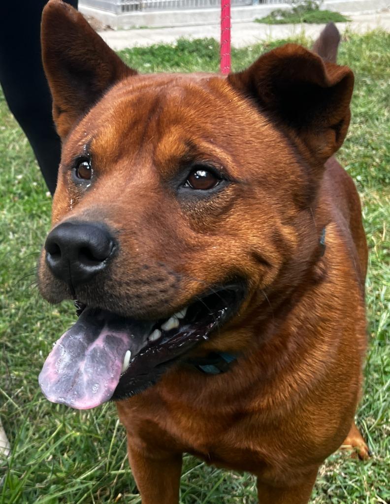 Enlarge Bowser, a Adoptable mixed breed in Hillsdale, IN image 3/6