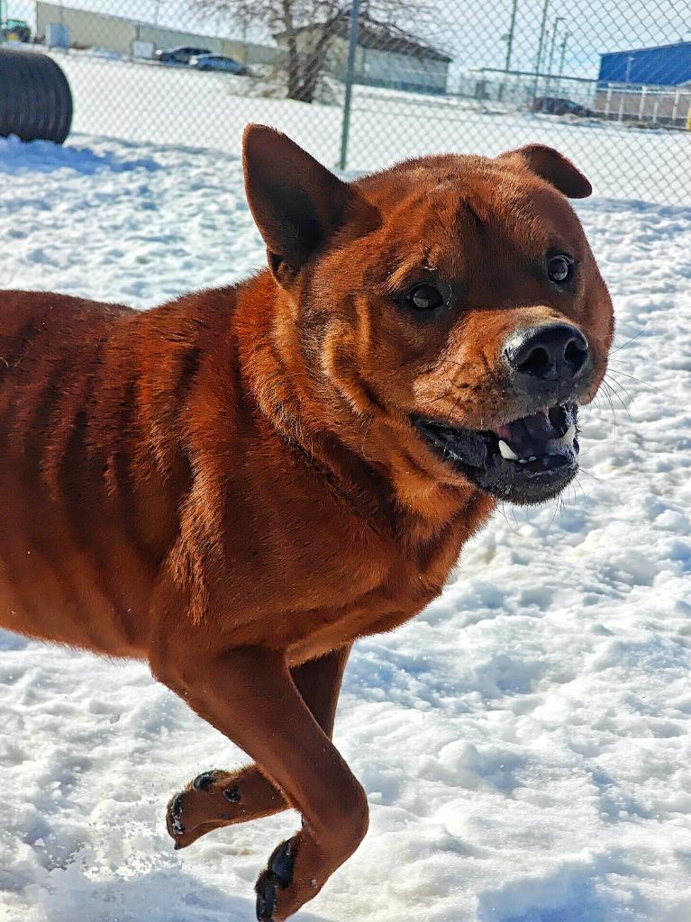 Enlarge Bowser, a Adoptable mixed breed in Hillsdale, IN image 4/6