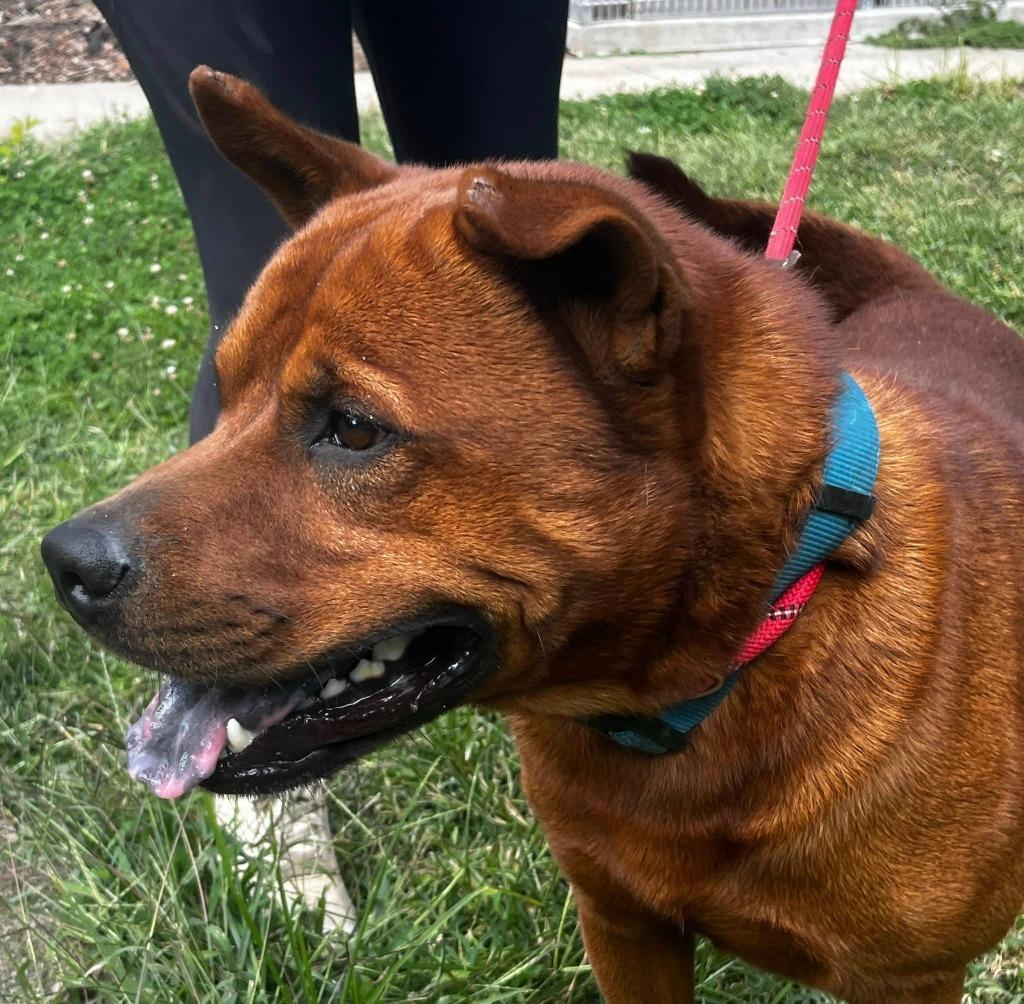 Enlarge Bowser, a Adoptable mixed breed in Hillsdale, IN image 6/6