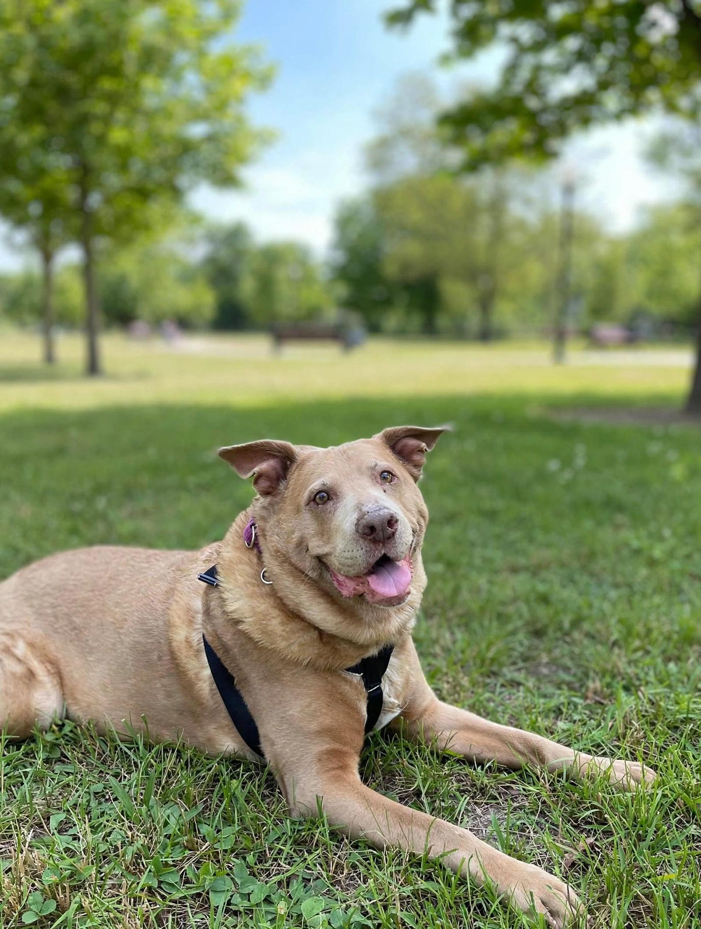 Enlarge Cher, a Adoptable mixed breed in Edgewater, NJ image 1/3
