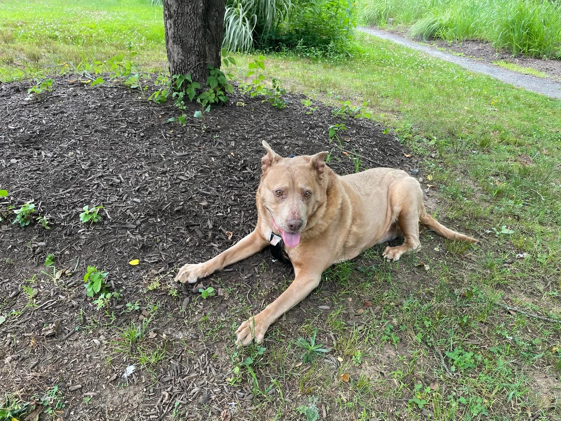 Enlarge Cher, a Adoptable mixed breed in Edgewater, NJ image 3/3